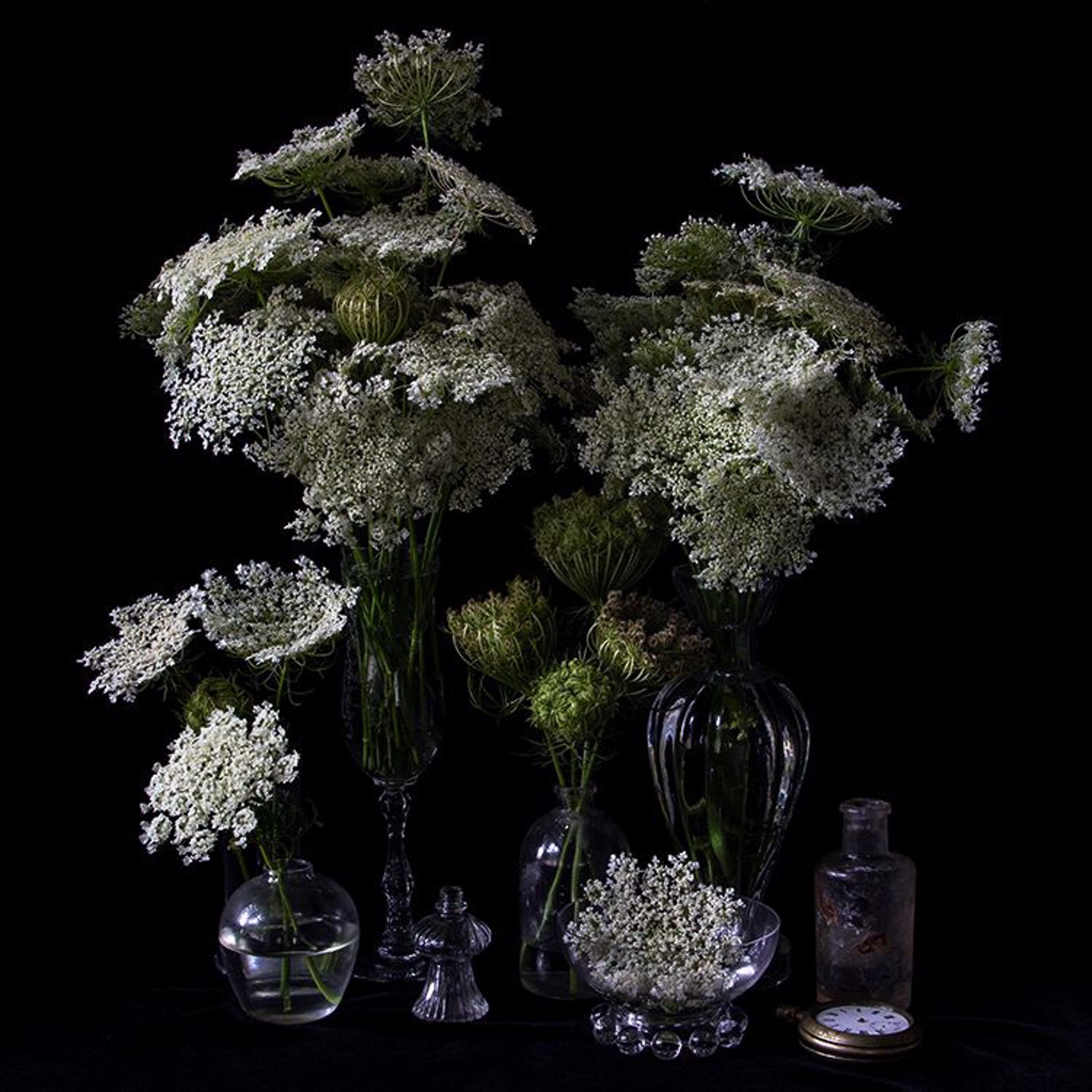 Queen Anne Lace, 9932 by Molly Wood