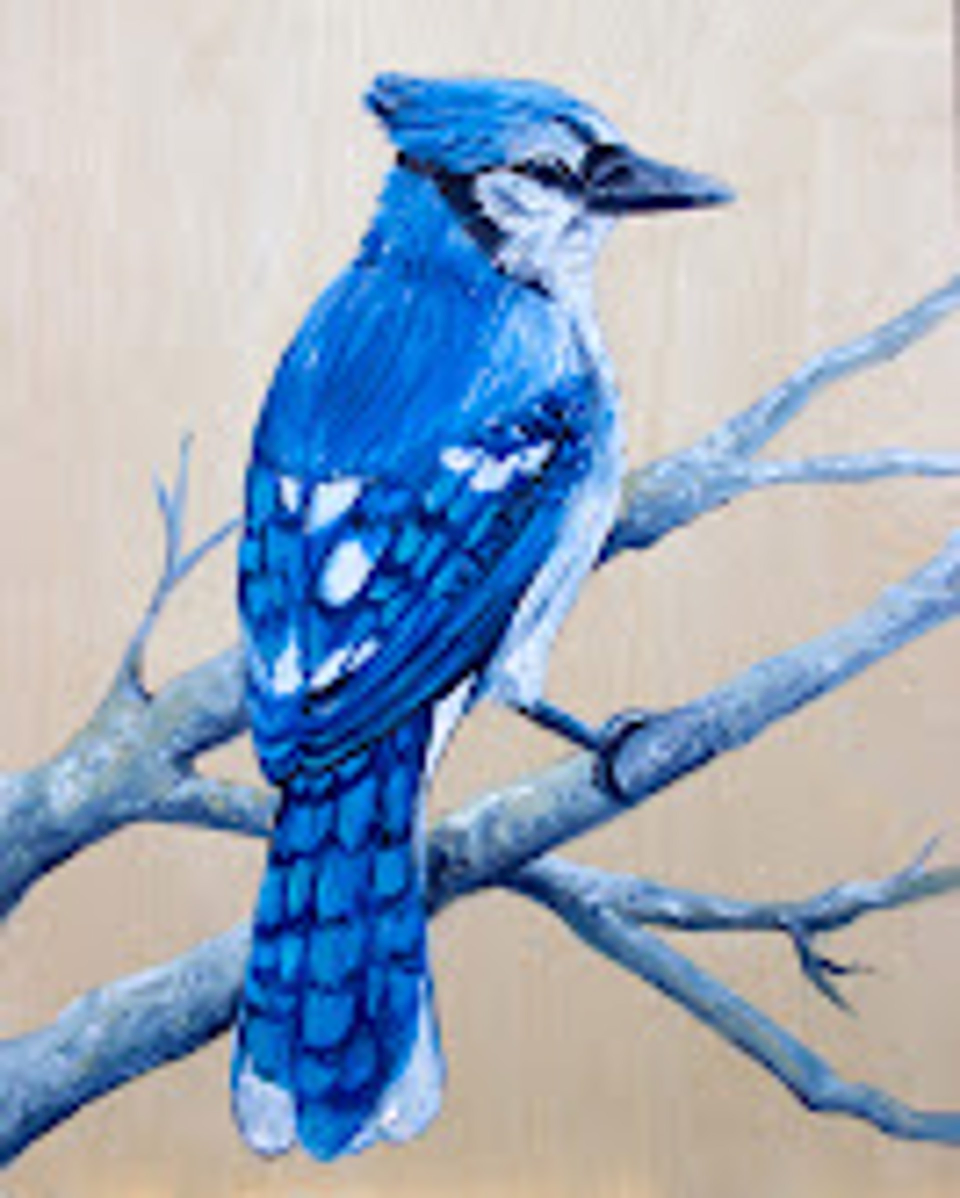 Backyard Birds: Blue Jay by Elizabeth Mordensky