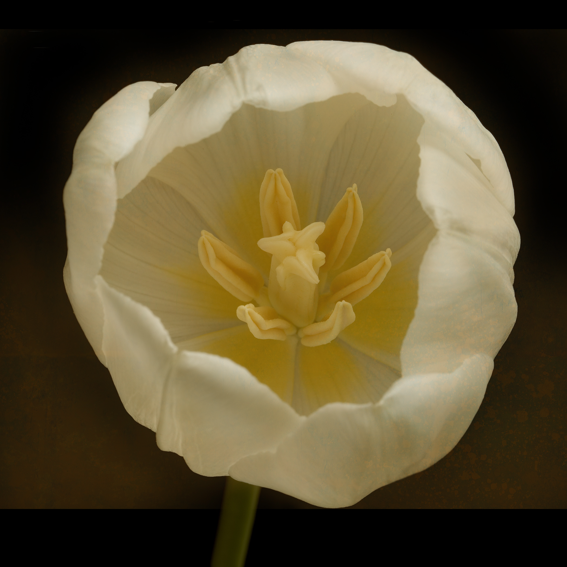 Tulip 33 1/20 by Jack Spencer