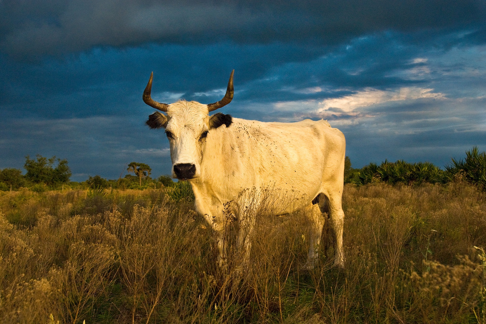 Cracker Cow by Carlton Ward Photography