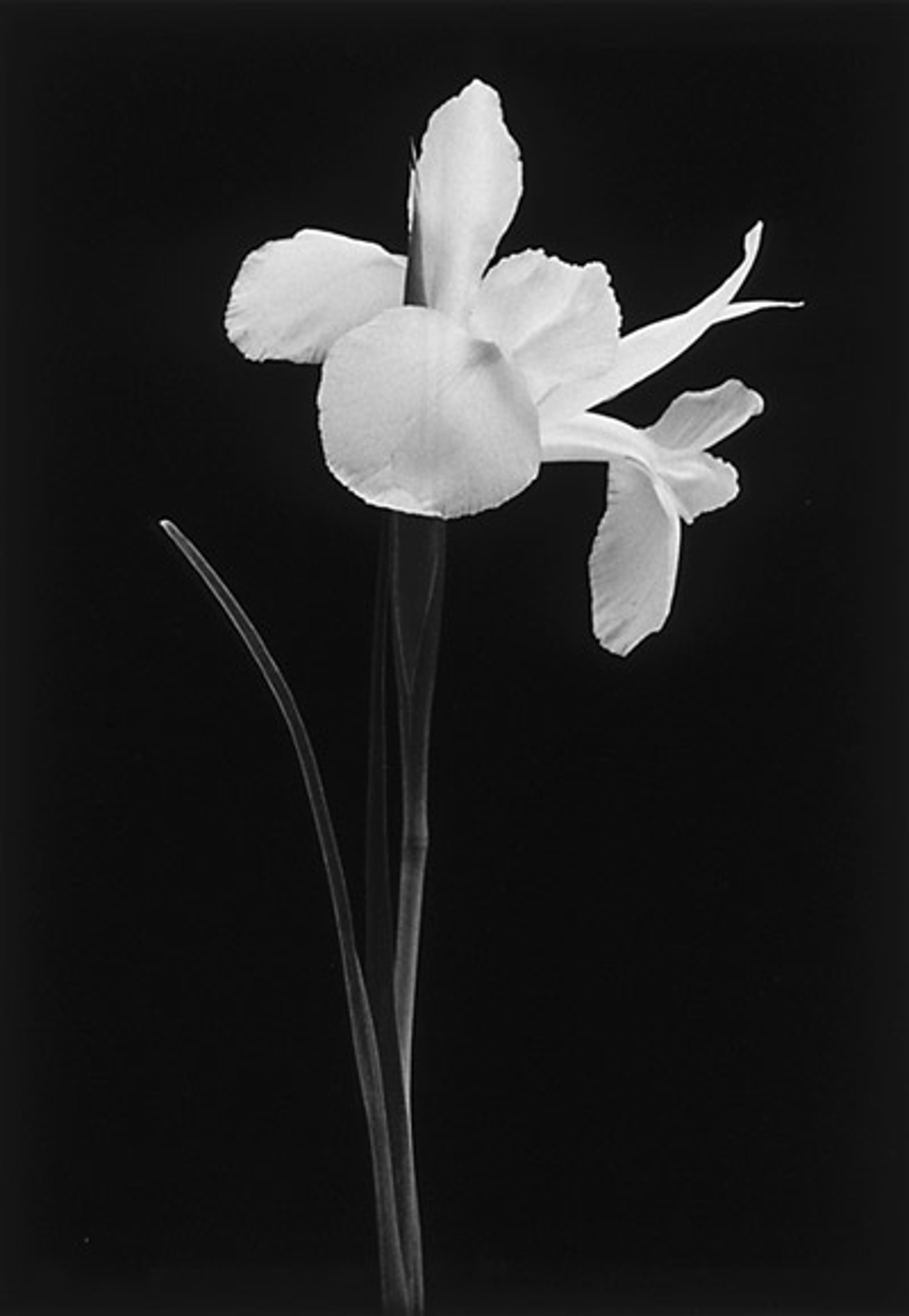 White Iris by MaryAnn Bushweller