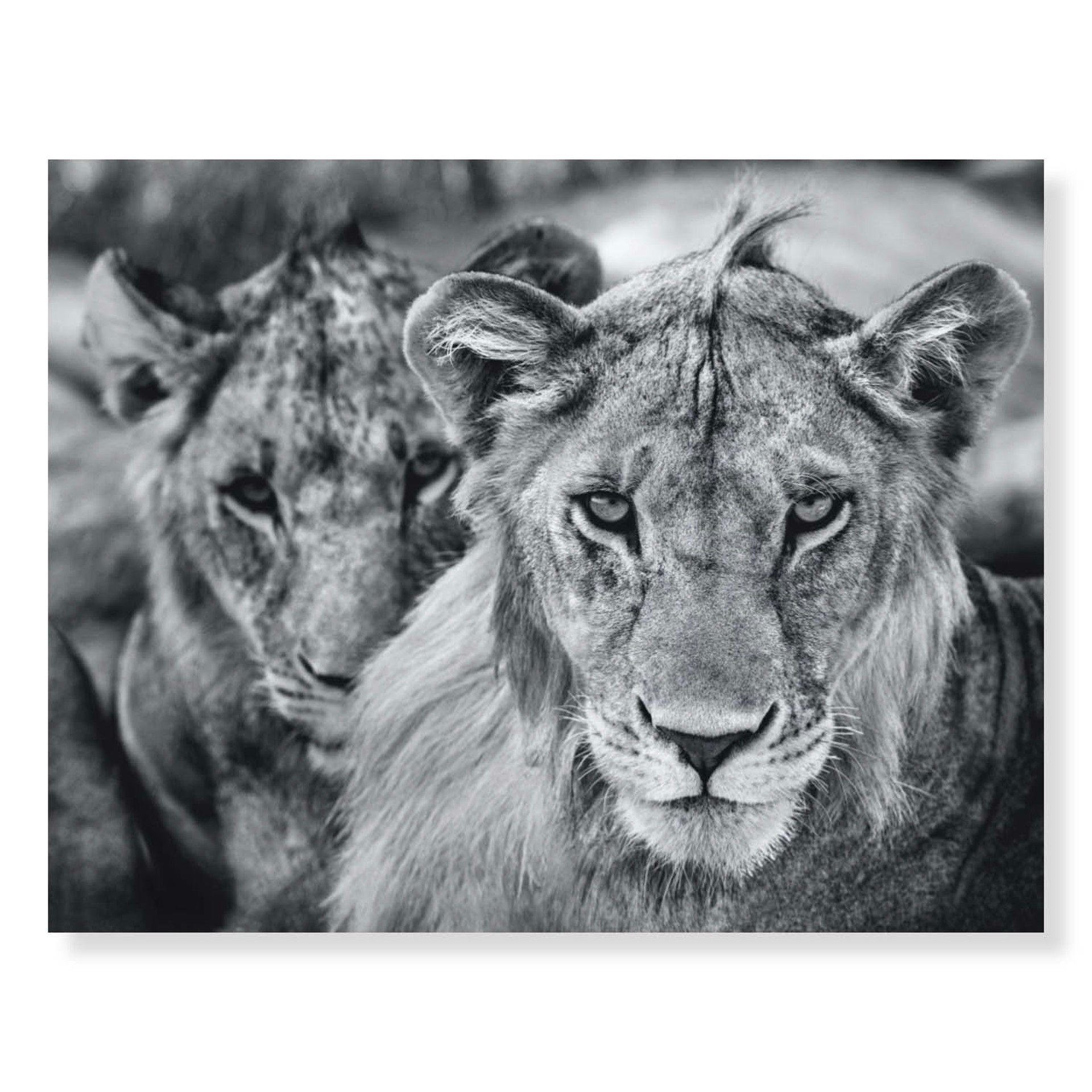 The Boys Are Back in Town by David Yarrow
