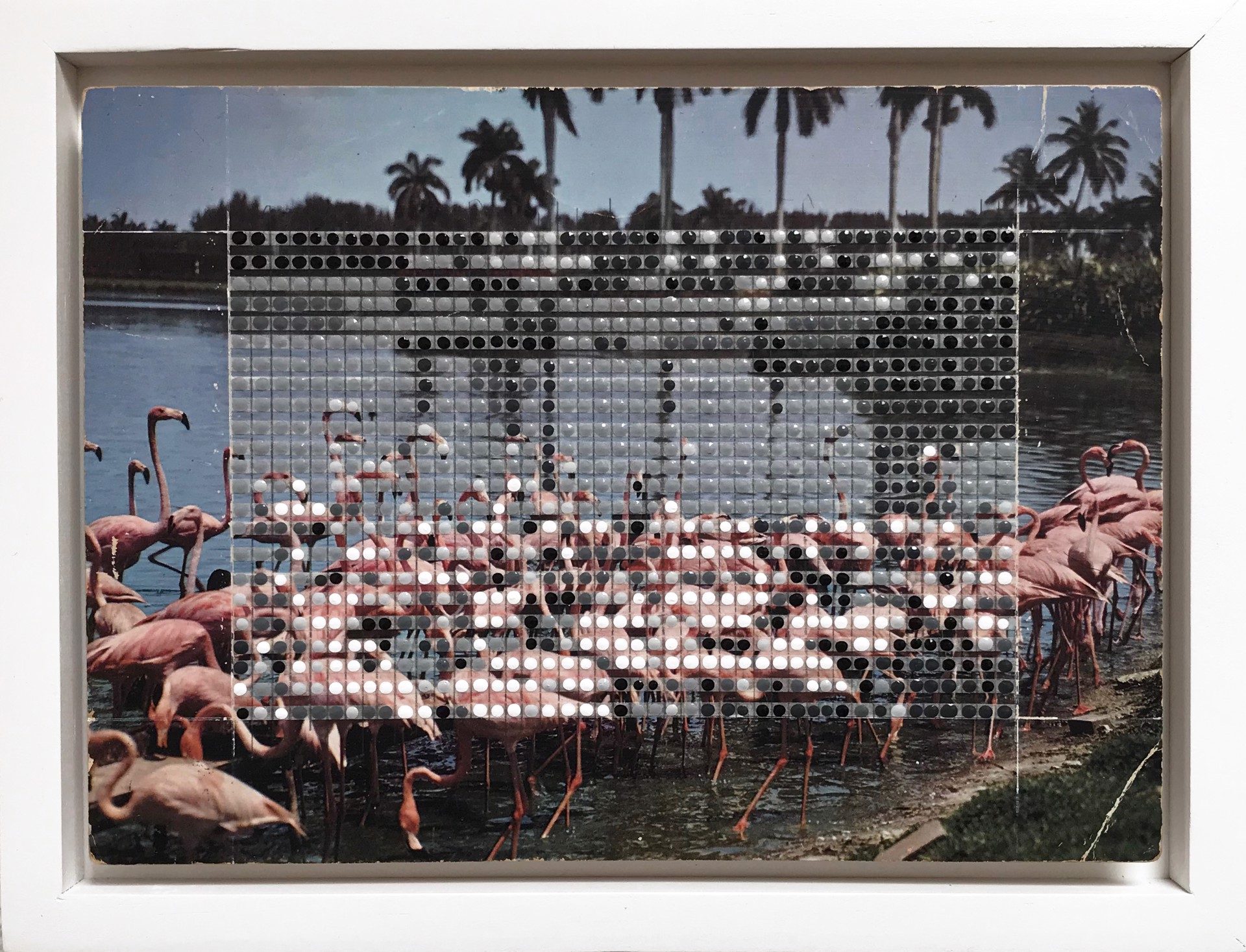 Borrowed Landscapes Study No.151/FL, Florida Flamingos by Nina Tichava