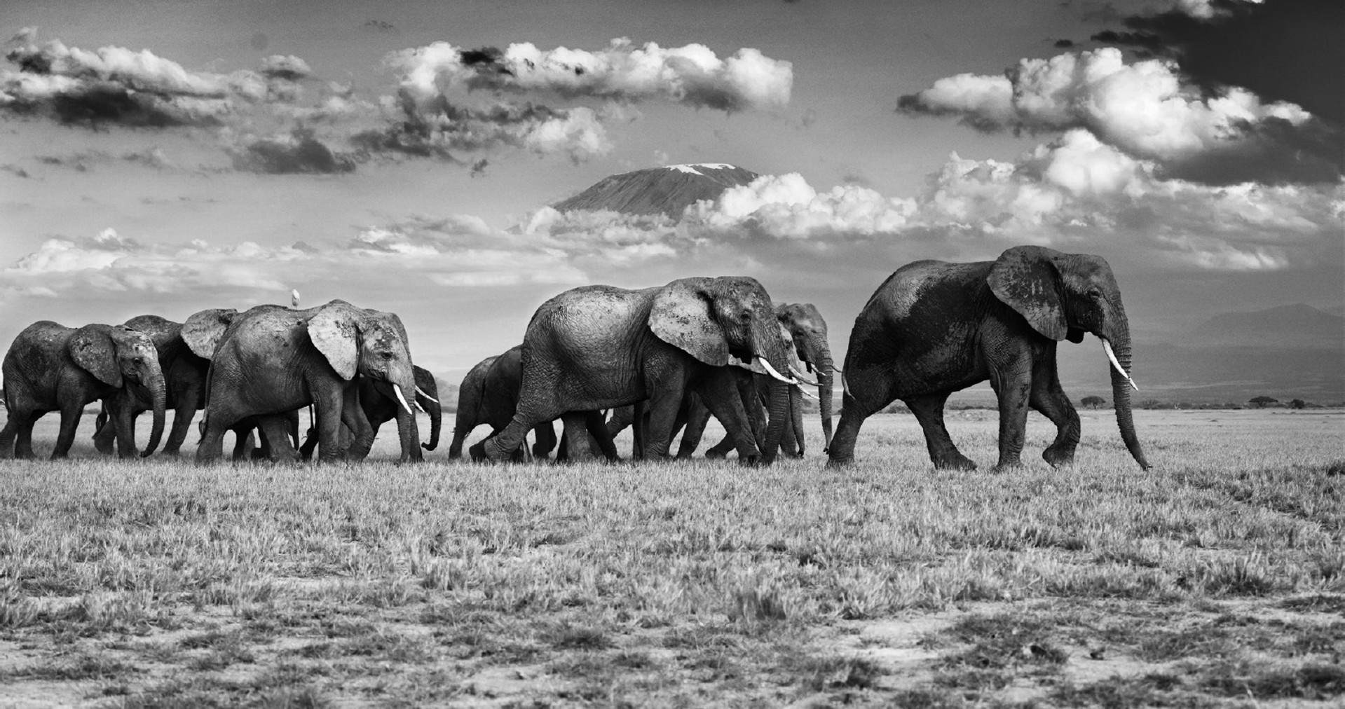 The Procession by Griet Van Malderen