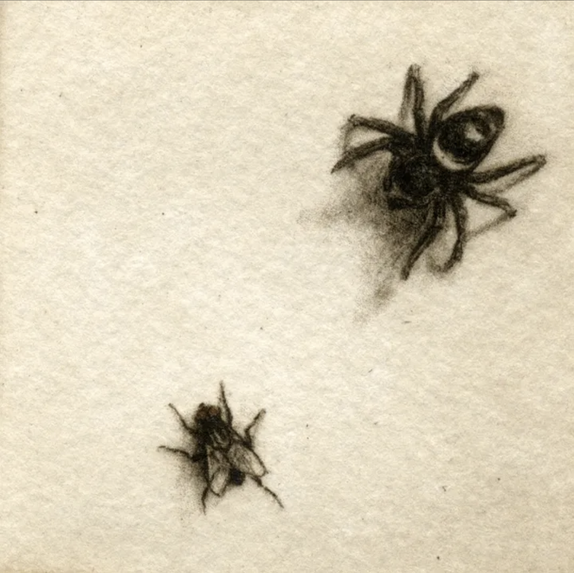 Spider and Fly - unframed, #59/100 by Melanie Fain