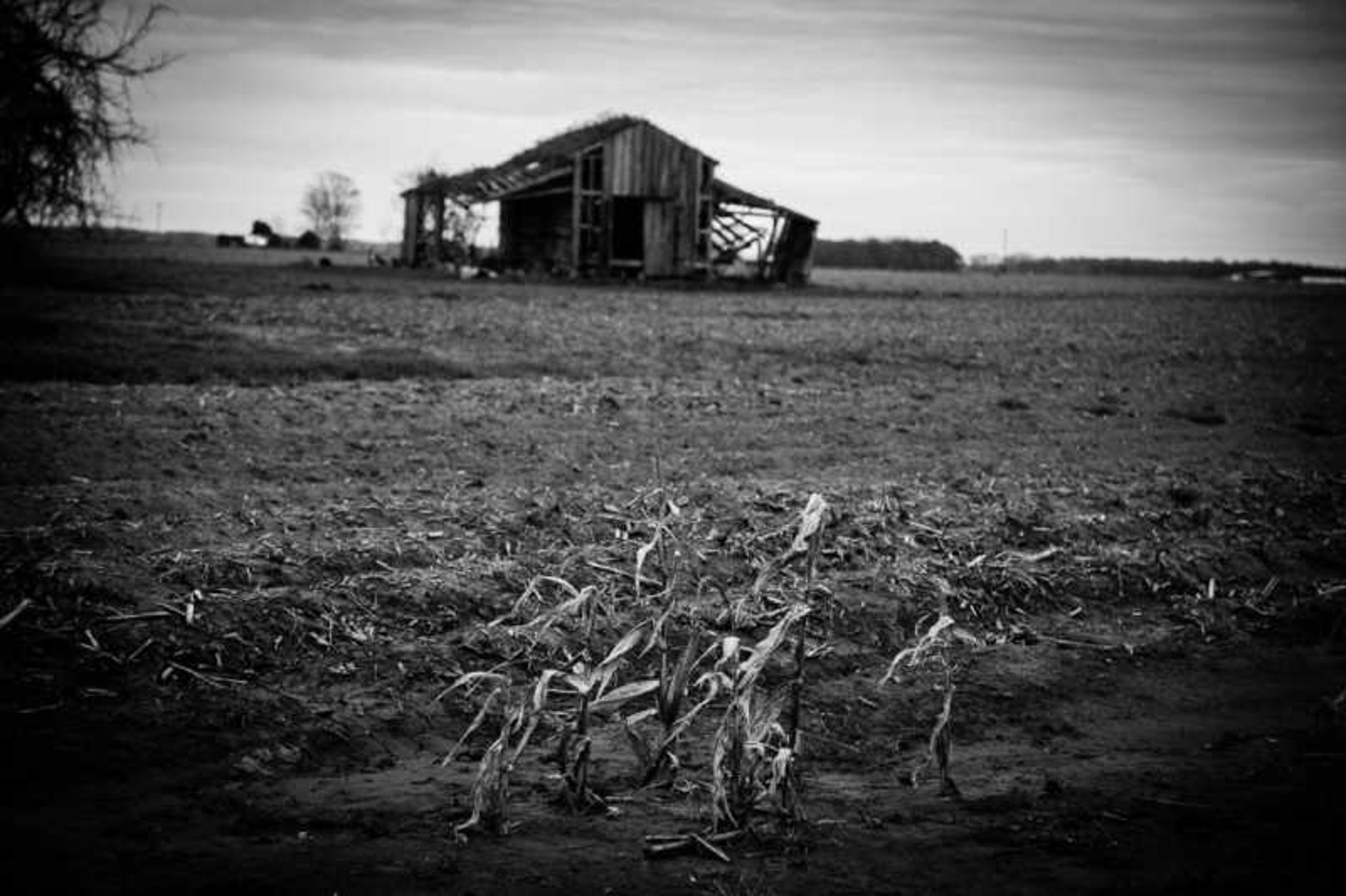 Cornfield and Barn by George Yerger