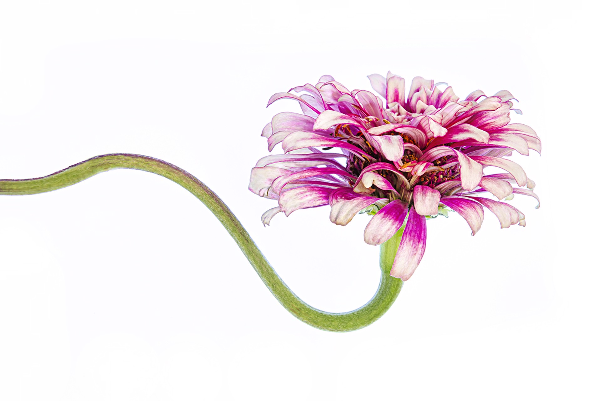 Mione (Pink Zinnia) by Cathy Manning
