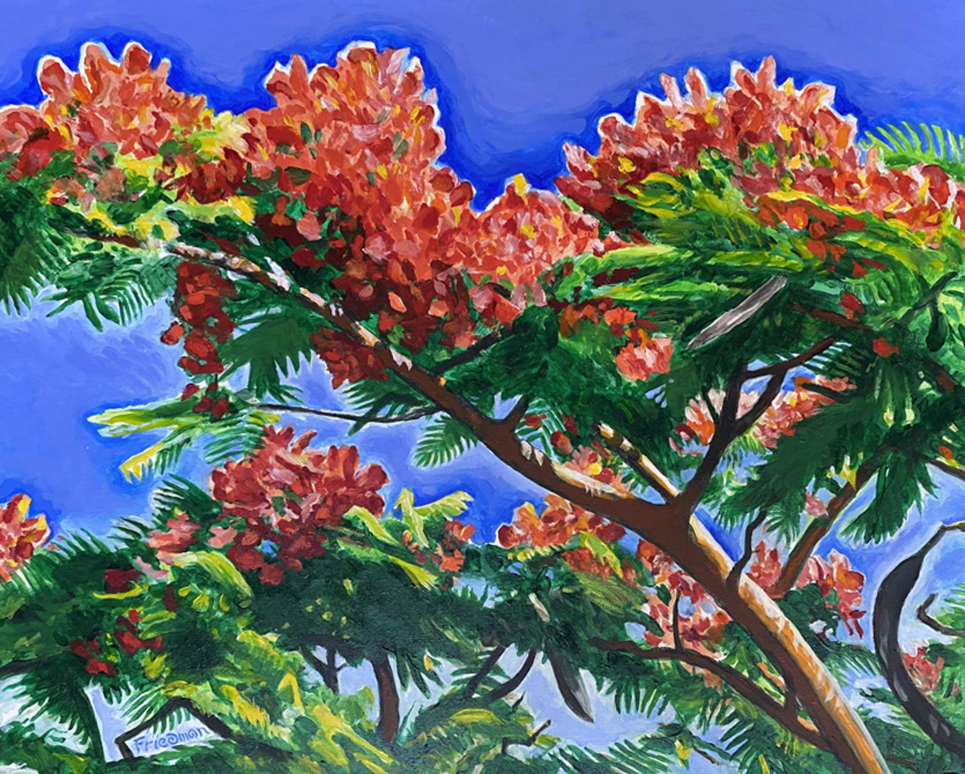 Royal Poinciana by David Friedman