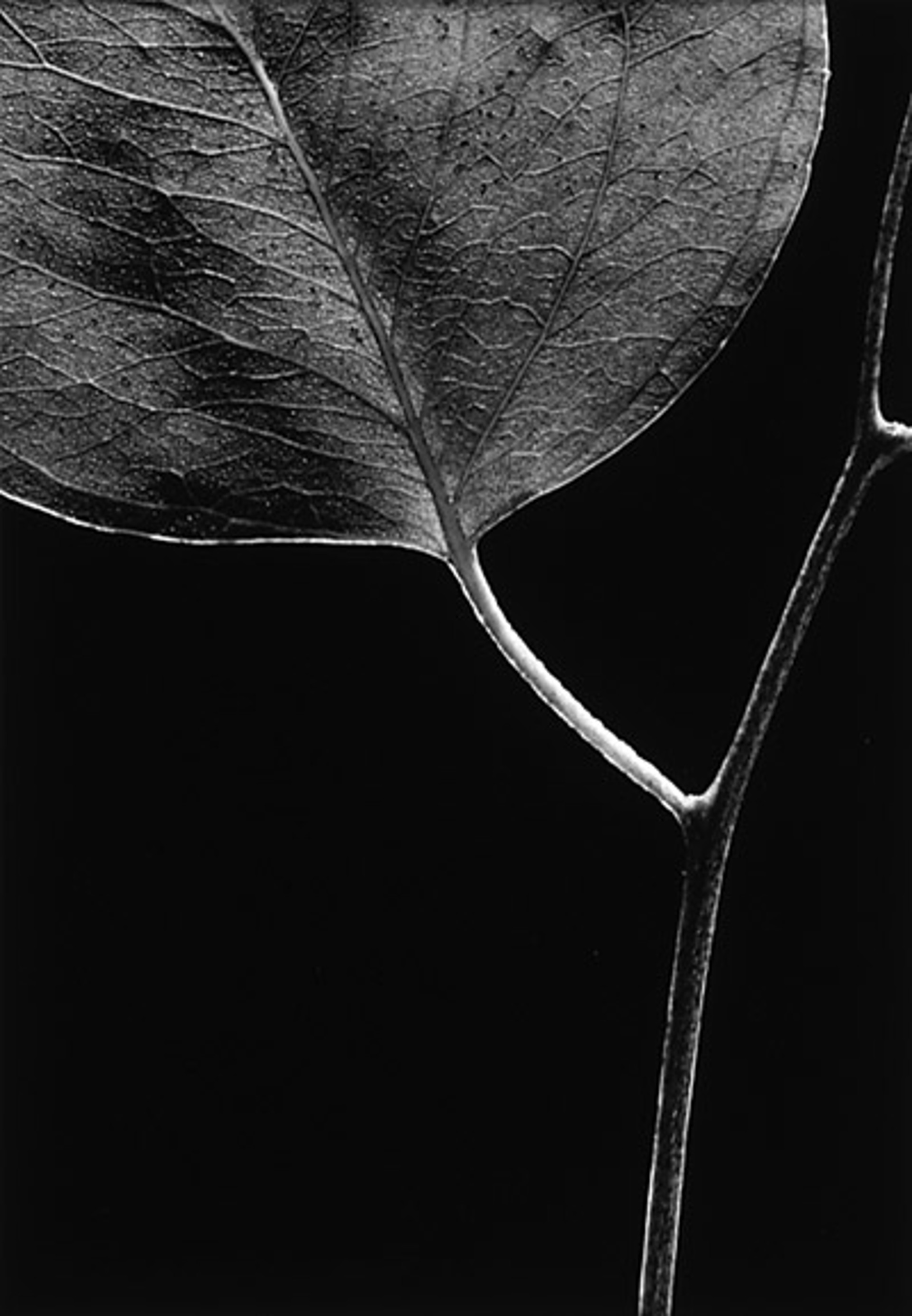 Eucalyptus Leaf by MaryAnn Bushweller