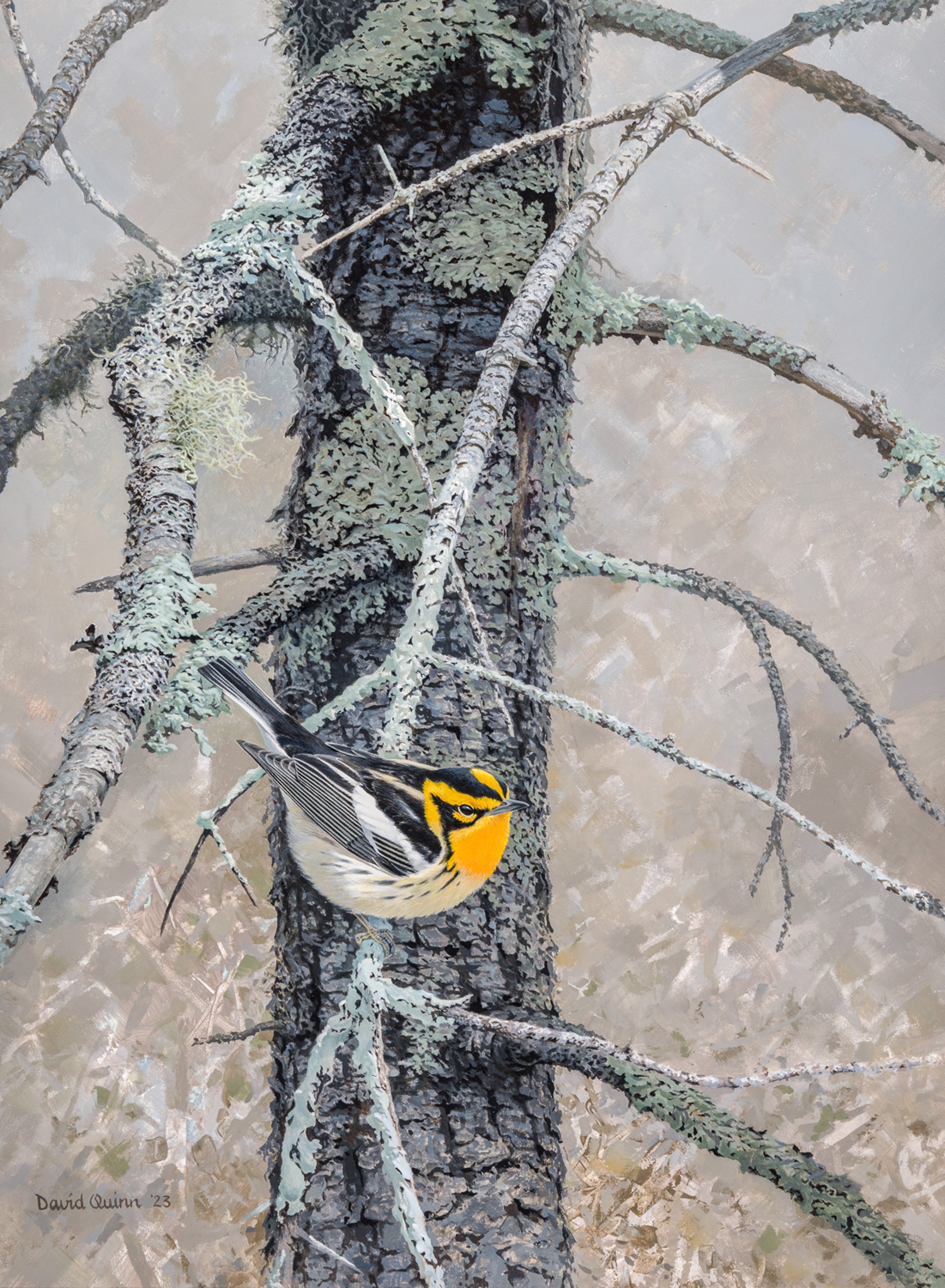 BLACKBURNIAN WARBLER IN A SPRUCE TREE by David Quinn