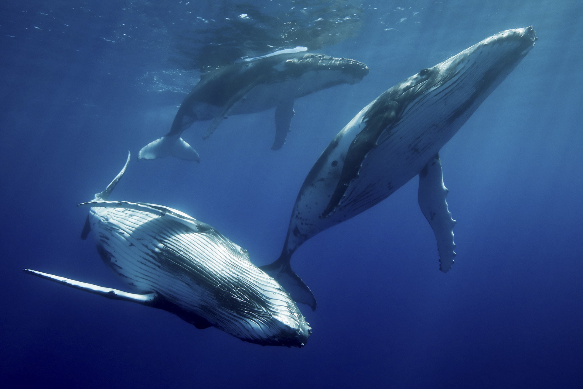Curious Cetaceans by Aaron Lynton