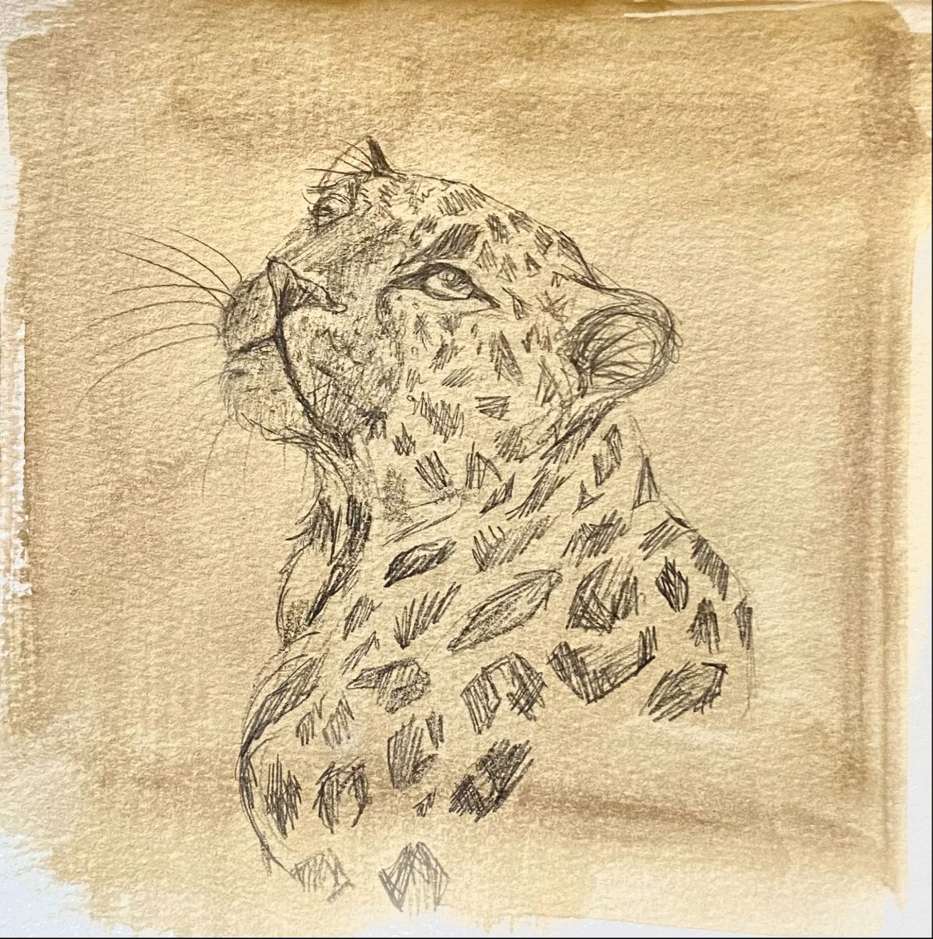 Leopard Sketch by Jane Schulz