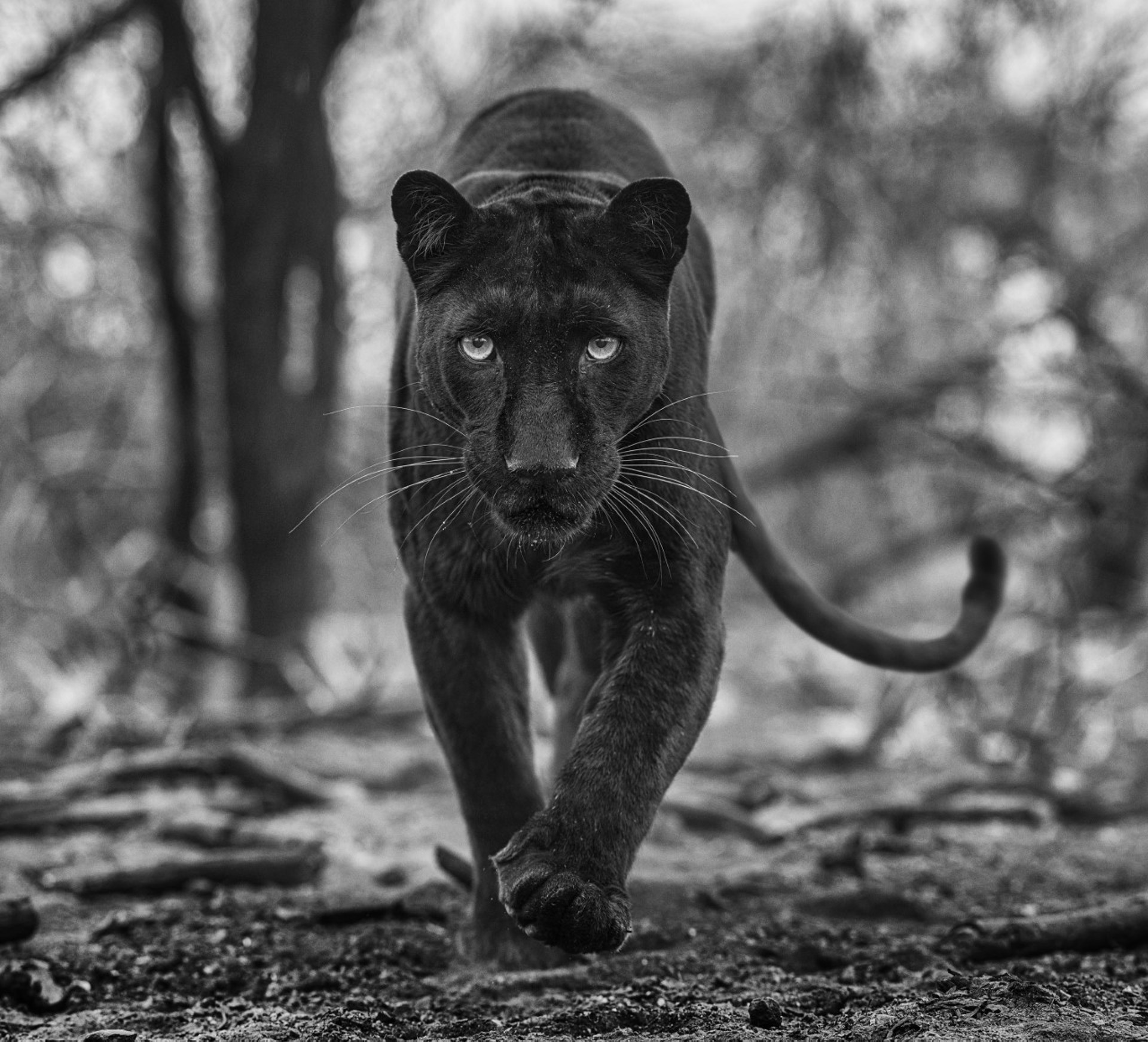 Remains of the Day by David Yarrow