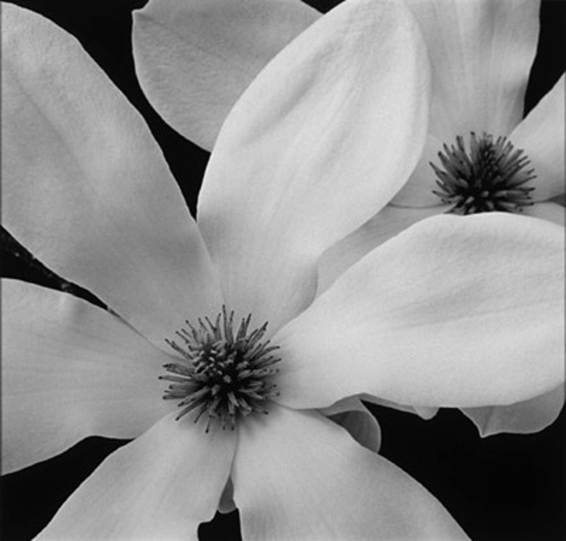 Two Magnolias by MaryAnn Bushweller