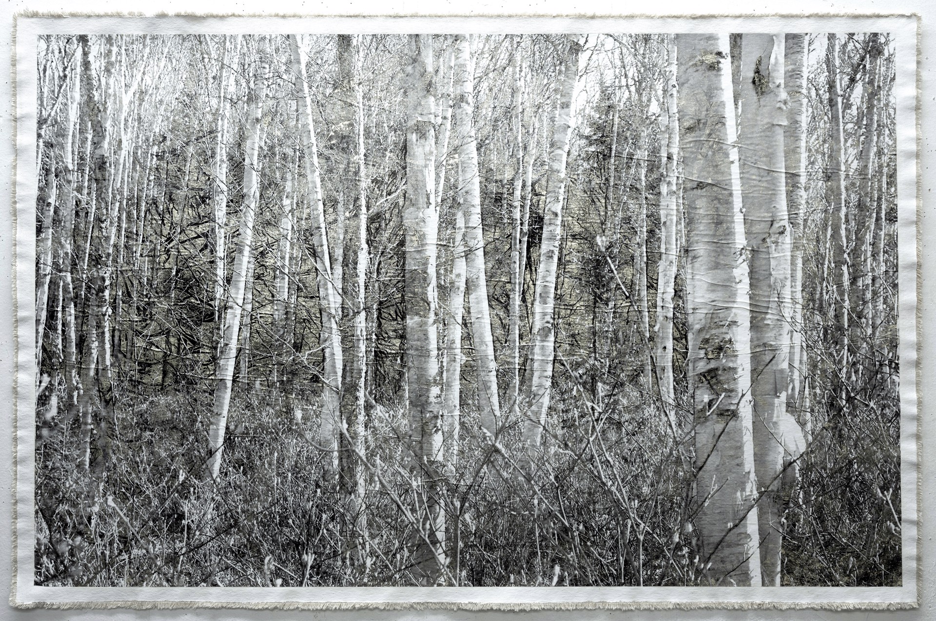 Birch Grove by Bill Claps
