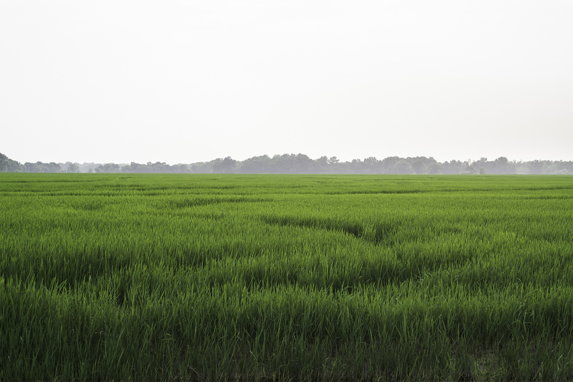 Arkansas Rice Field by Frank Sherwood White