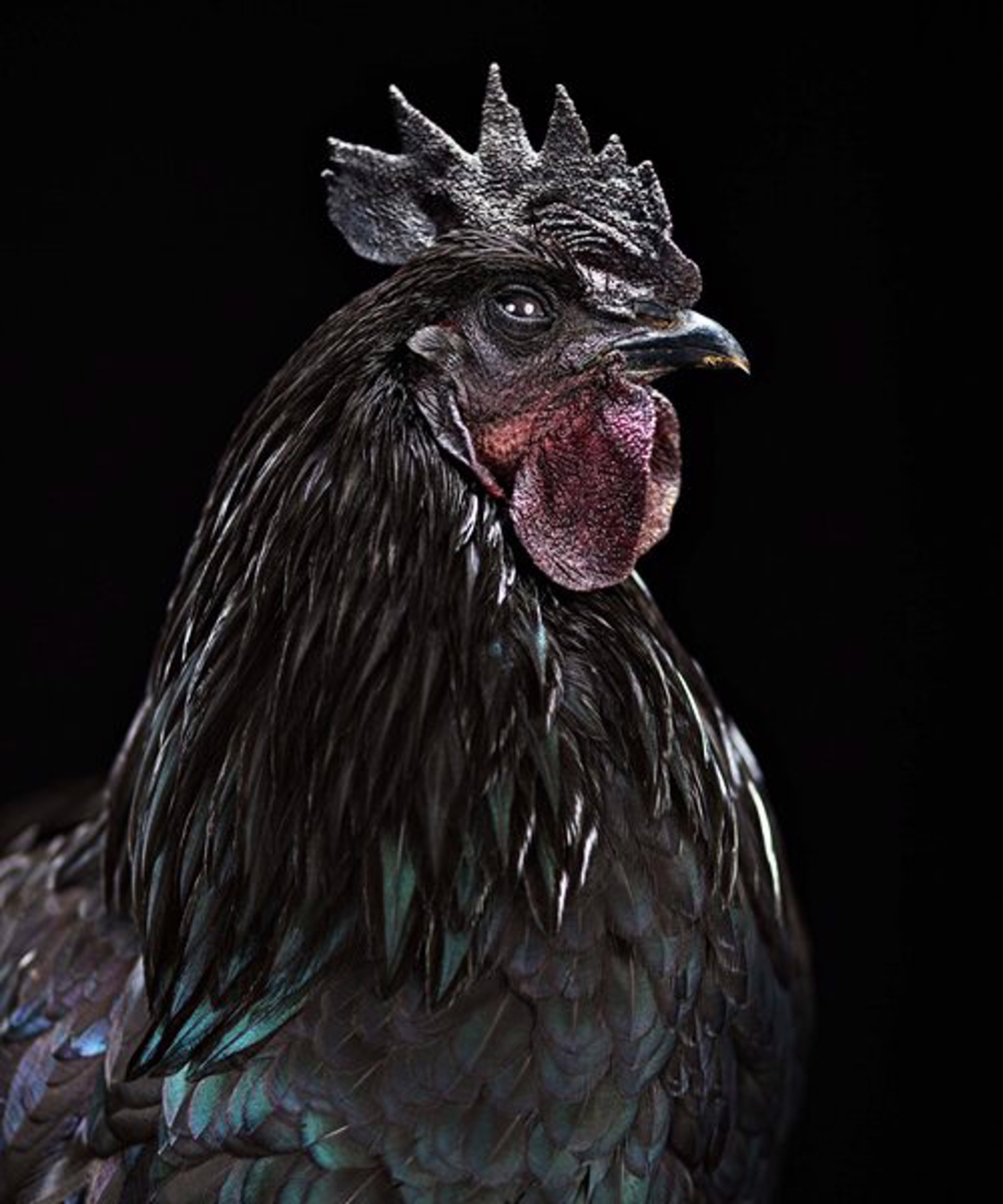 The Colonel, Aym Cemani Rooster Portrait 855 by Evan Kafka
