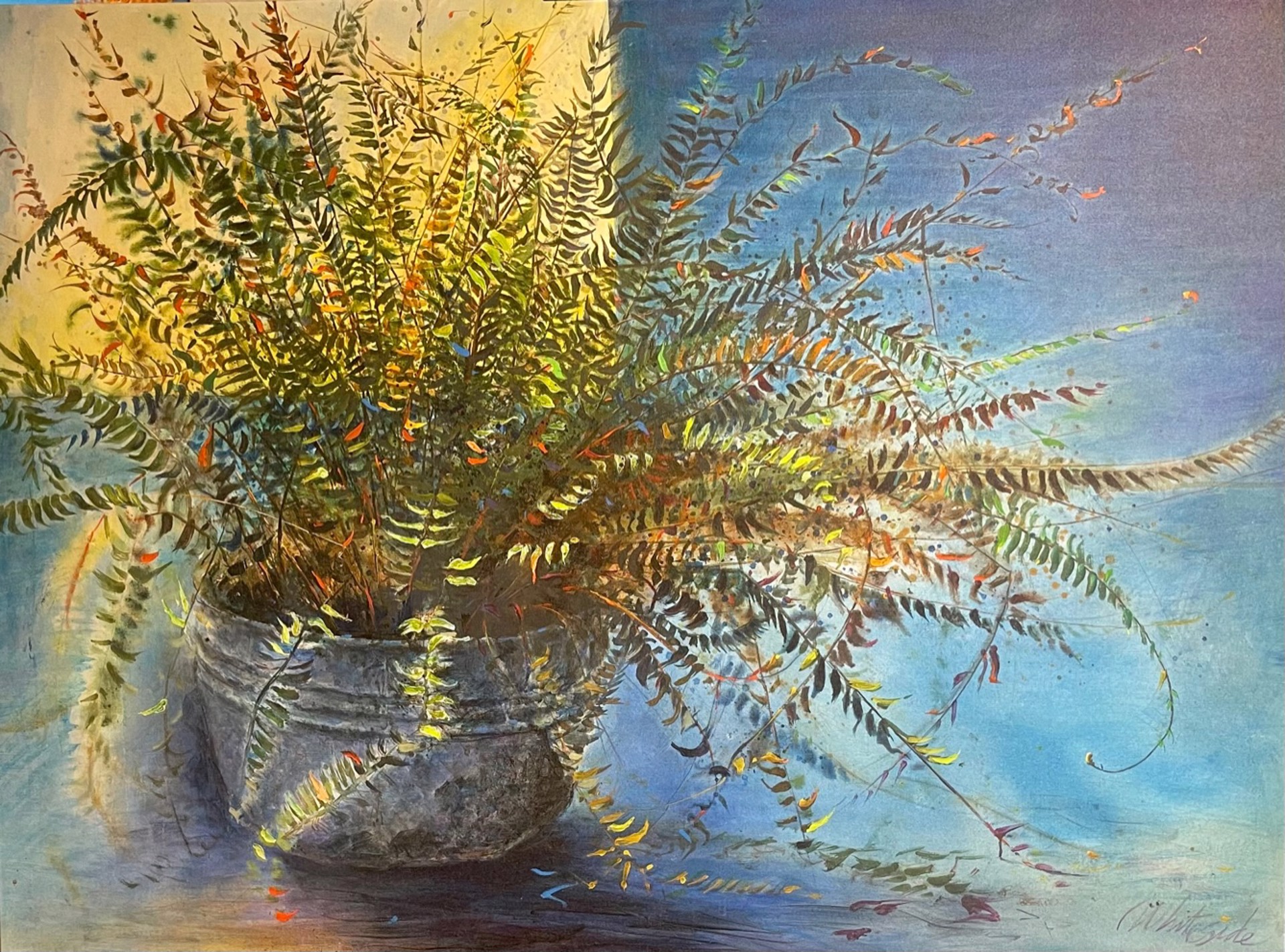 Ferns by William A. Whiteside