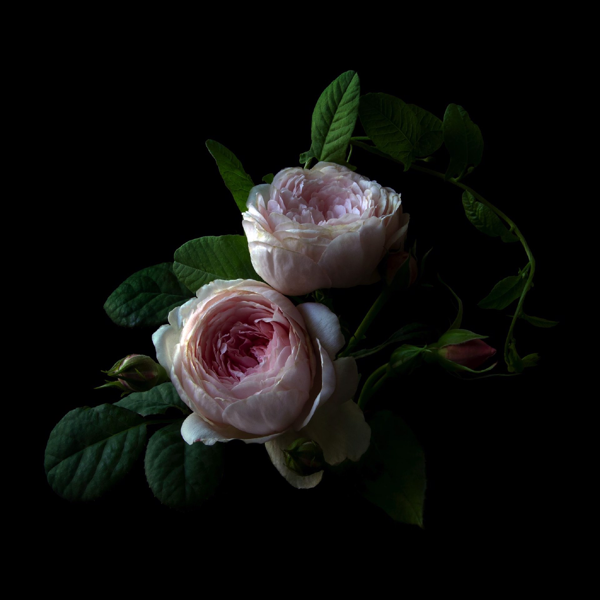 Roses, 1049 by Molly Wood