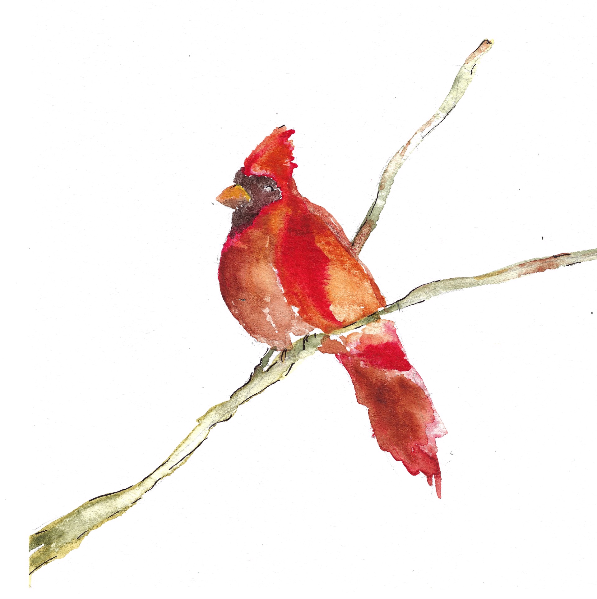 Cardinal Resting by Anne Neilson