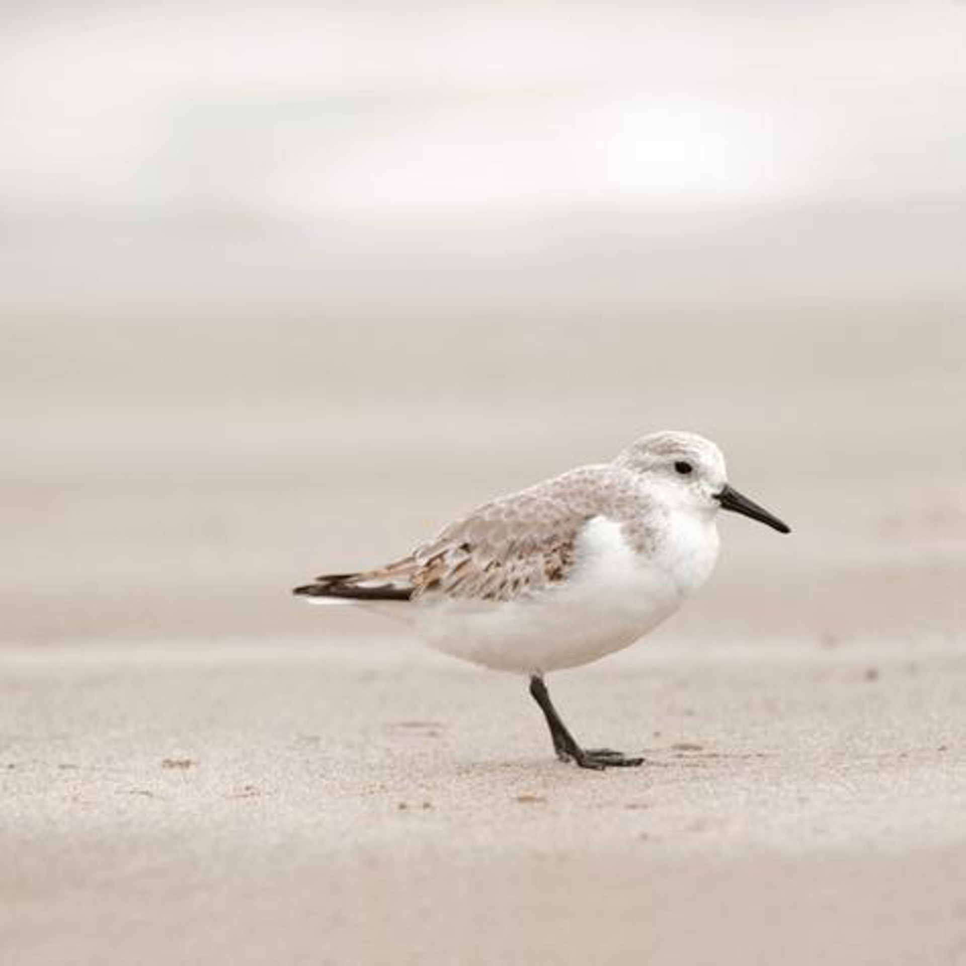 Sandpiper I by Penny Hoey