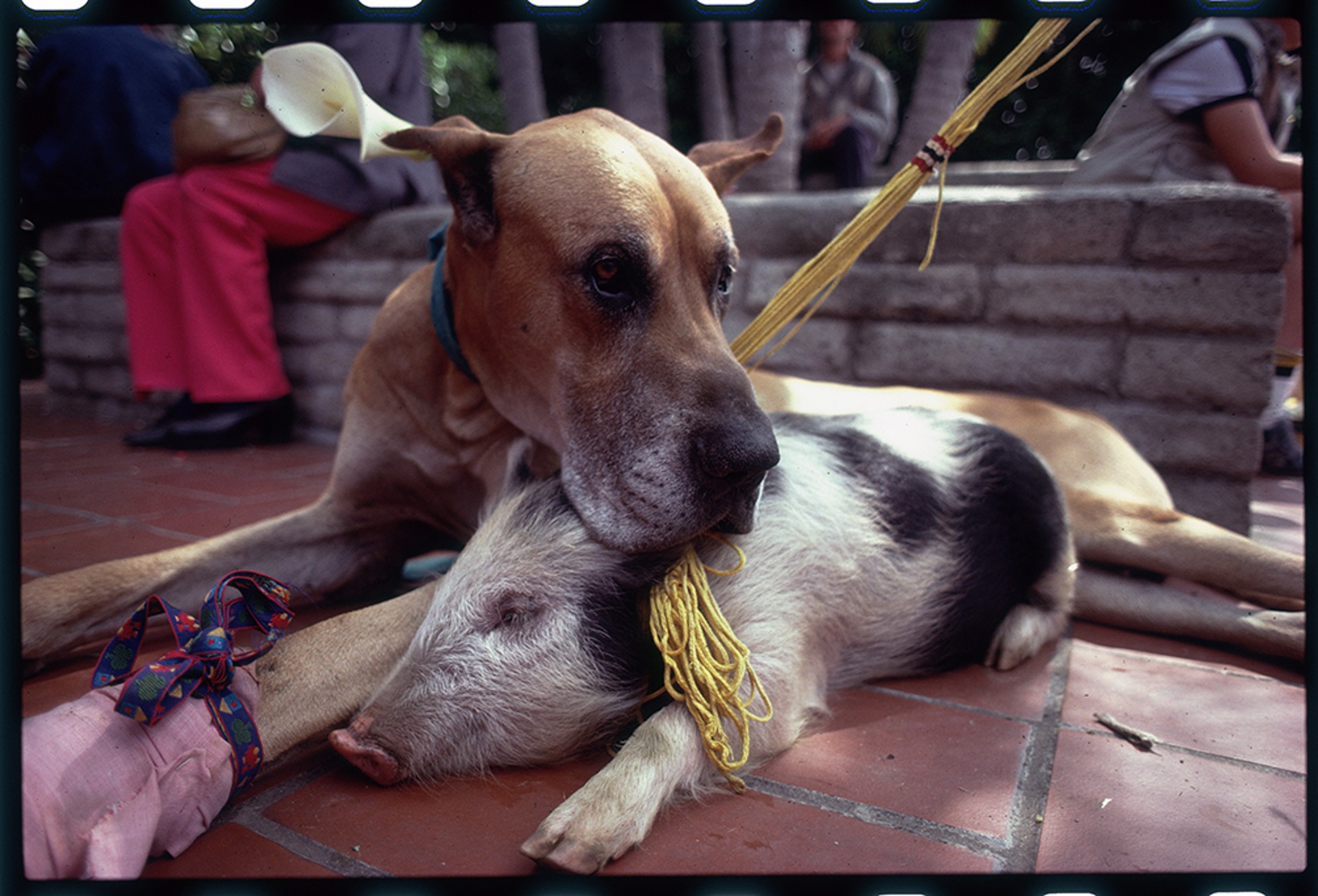 Dogs Just Friends Pig and Dog Color by Timothy White