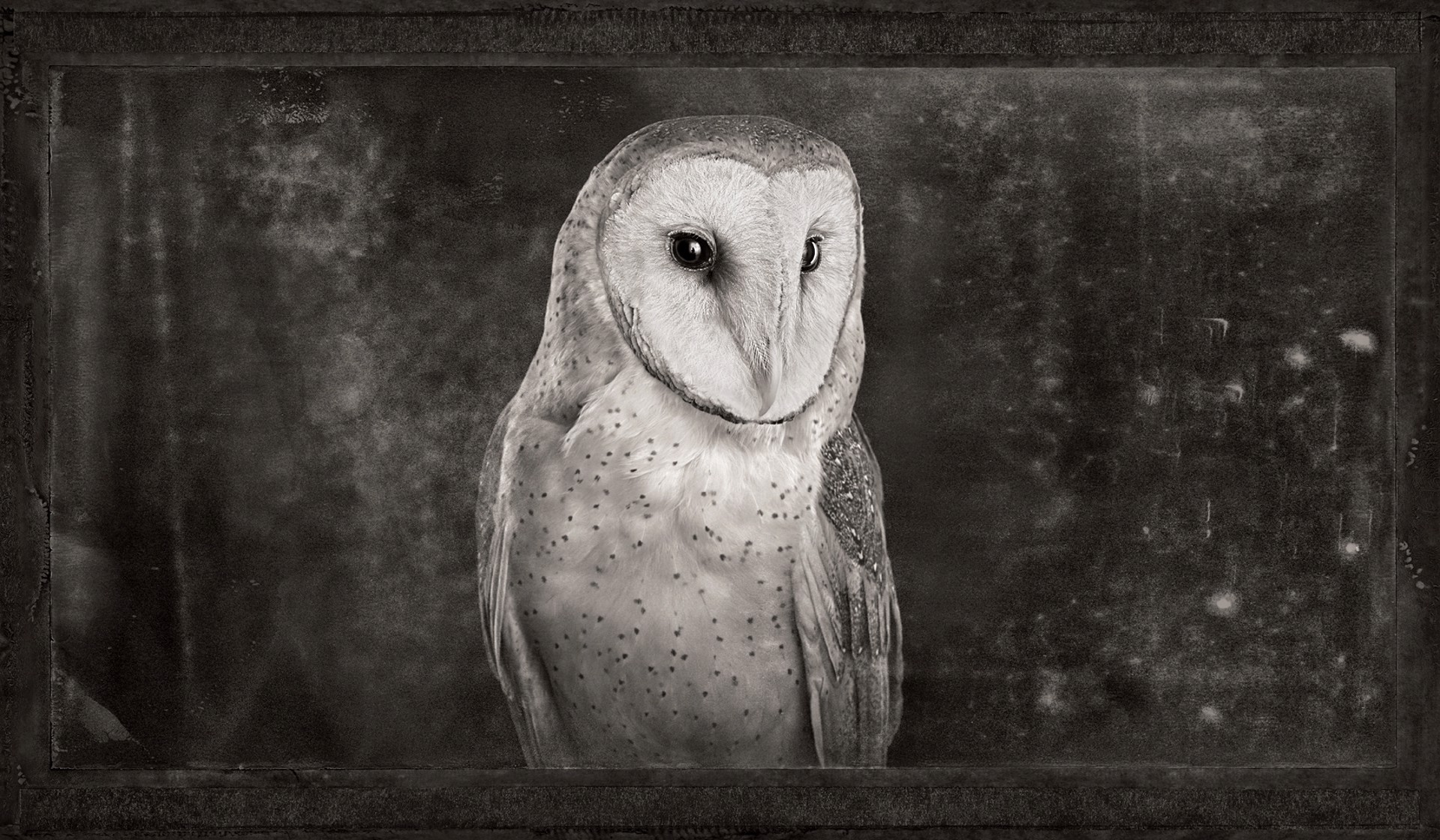 Artifact XVIII, Barn Owl by Brad Wilson