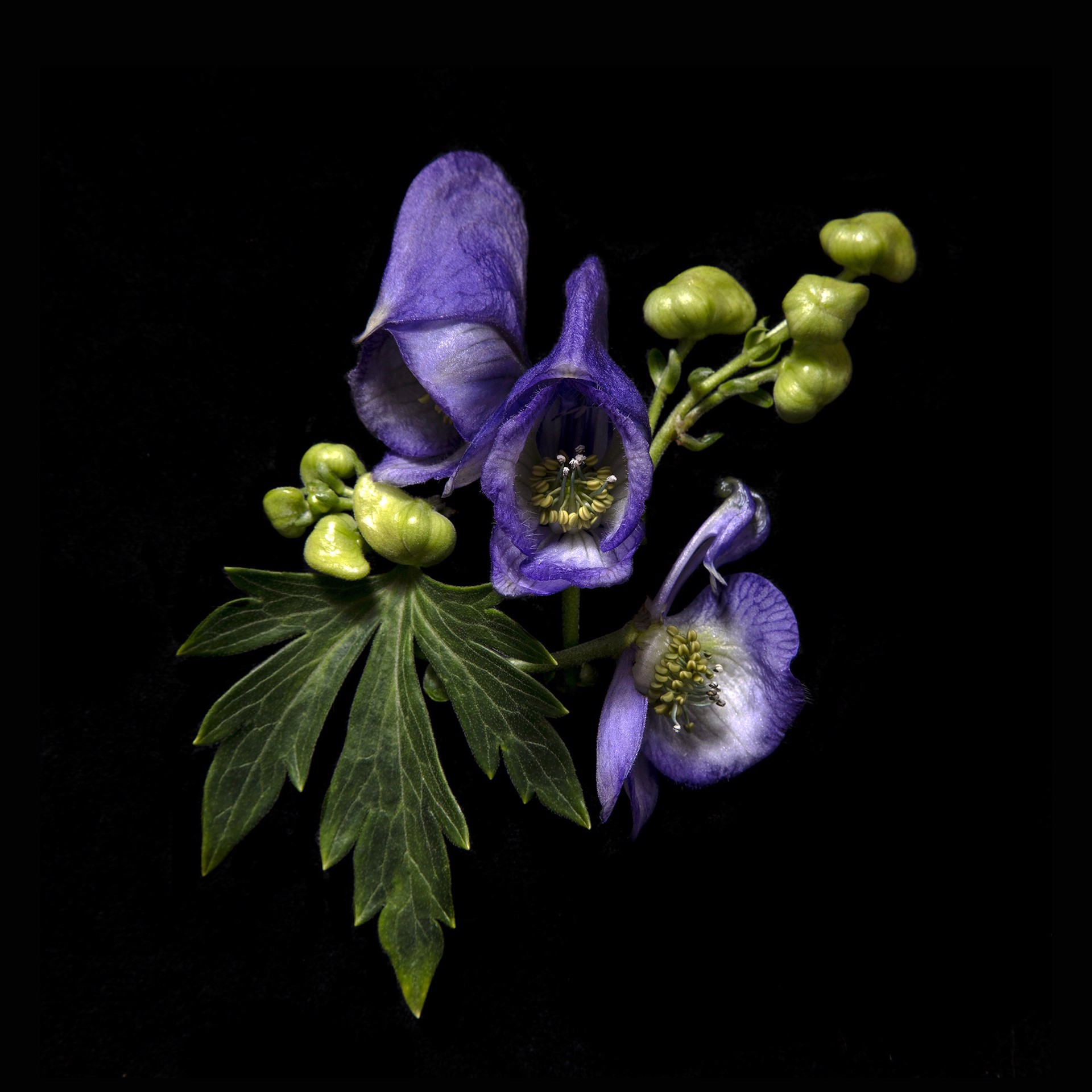 Aconite, 3074 by Molly Wood