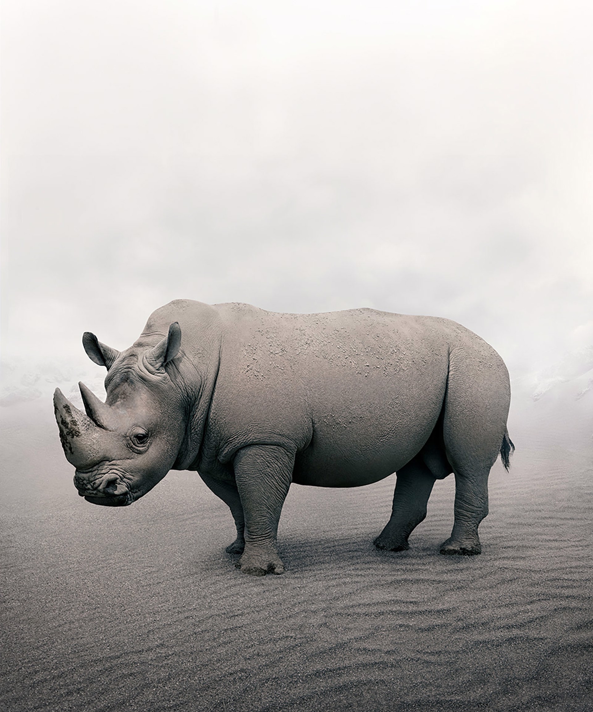 Restful Rhino by Alice Zilberberg
