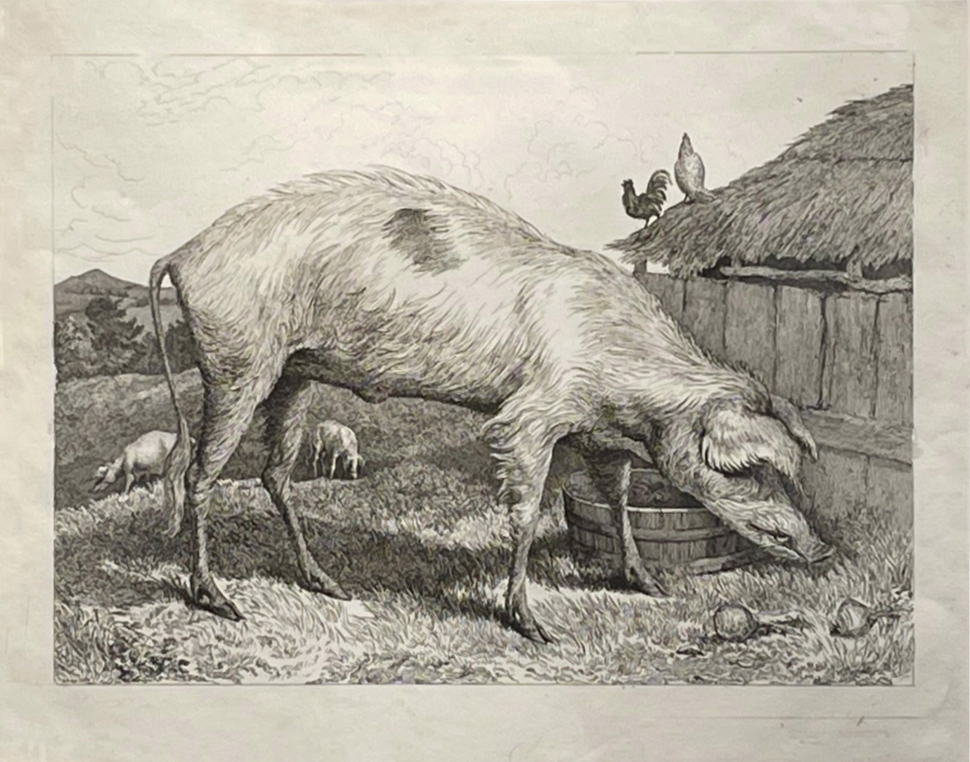 A French Hog, 1818 by Sir Edwin Landseer