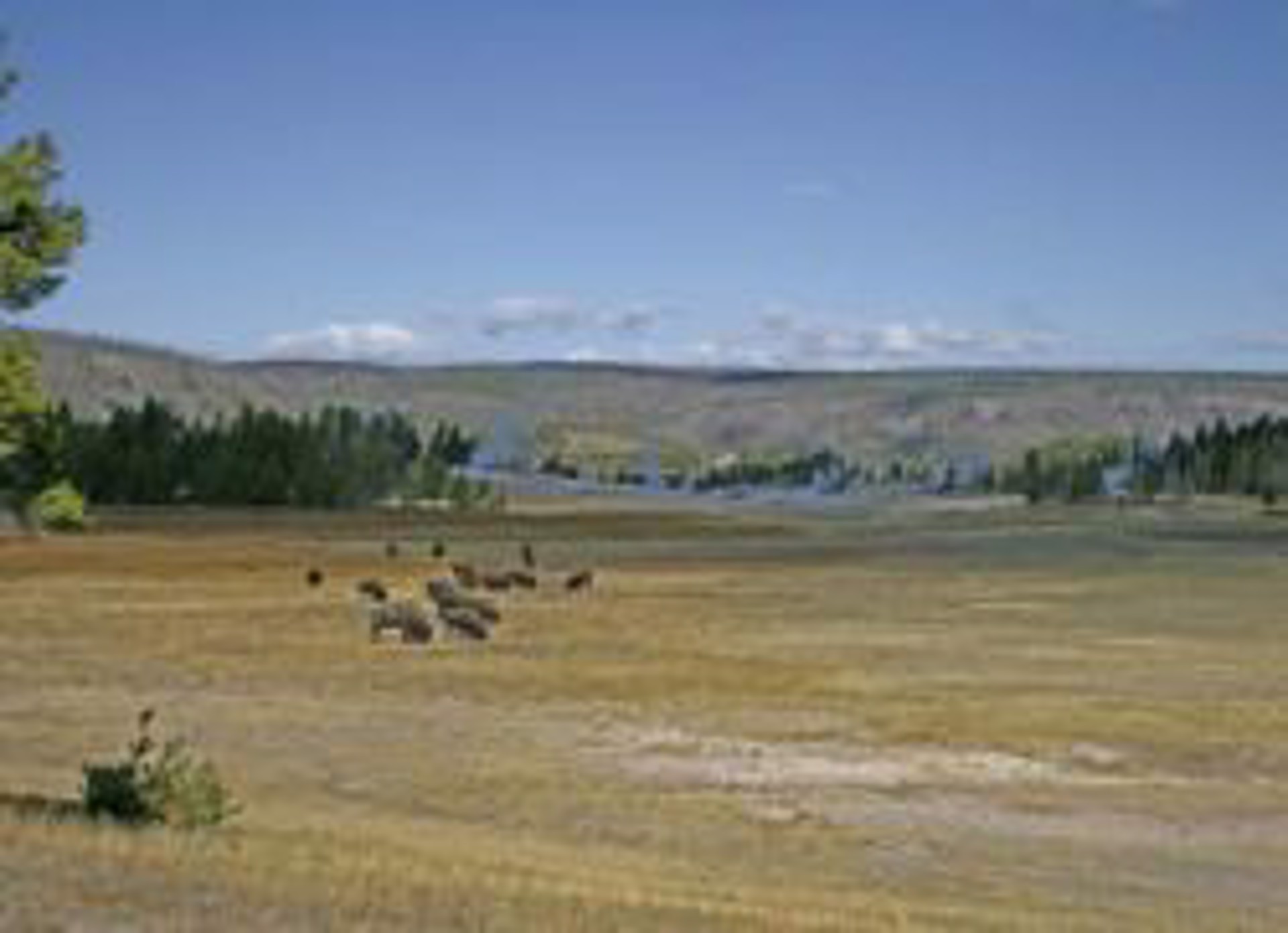 Summer Pasture - Snake River by Rob Pitzer