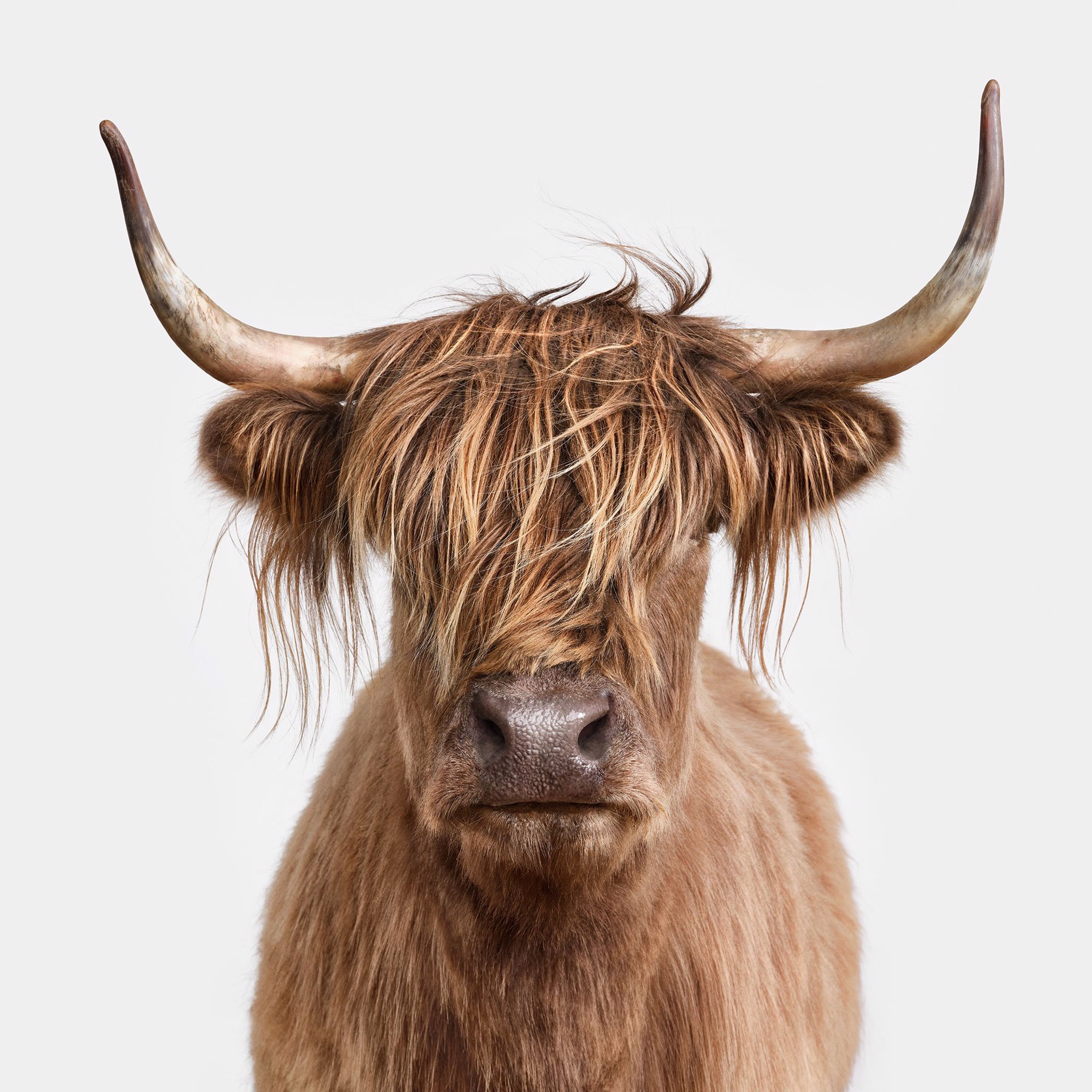 Highland Cow No. 5 by Randal Ford