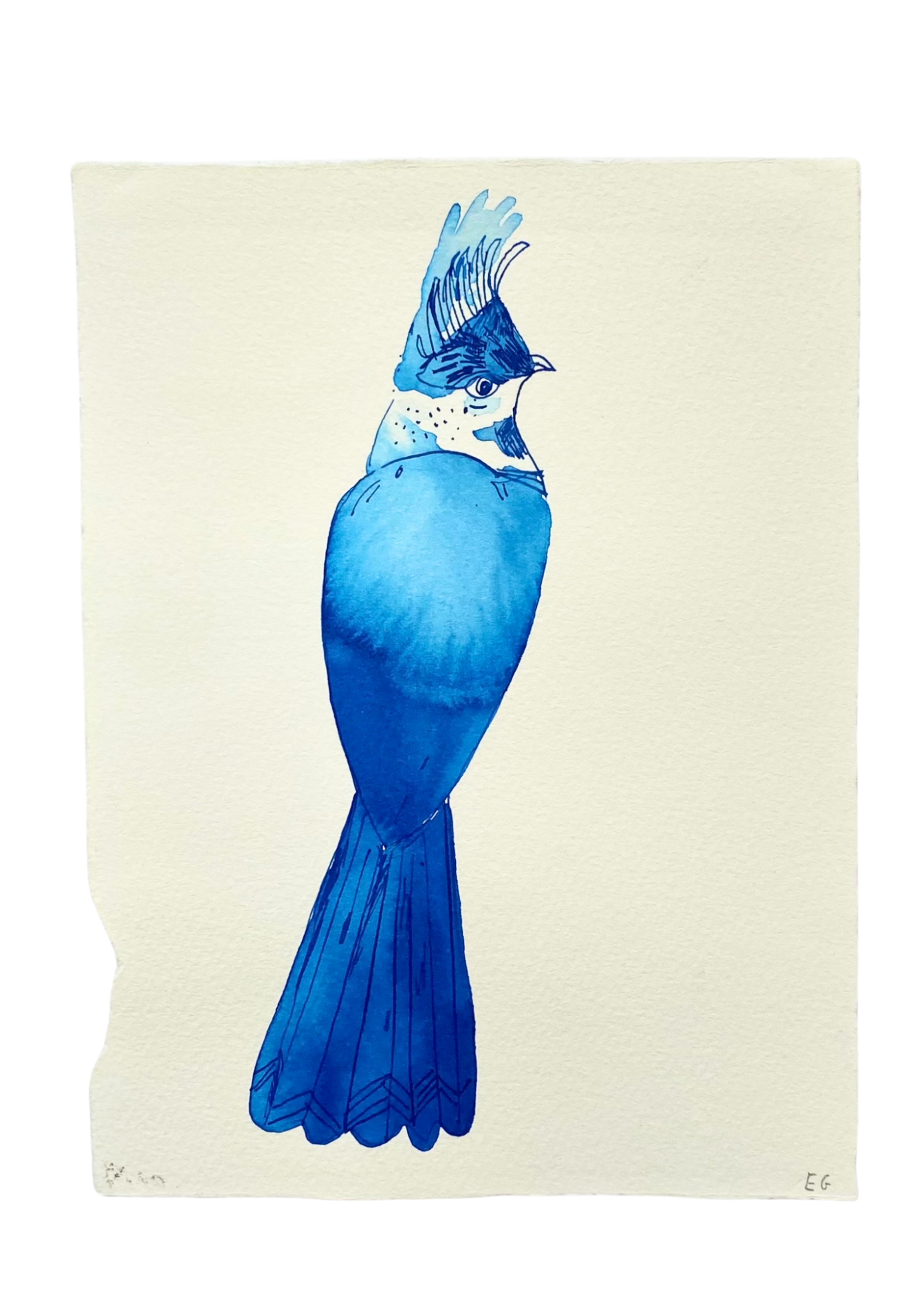 Blue Inkwash Bird #3 by ELIZABETH GRAEBER