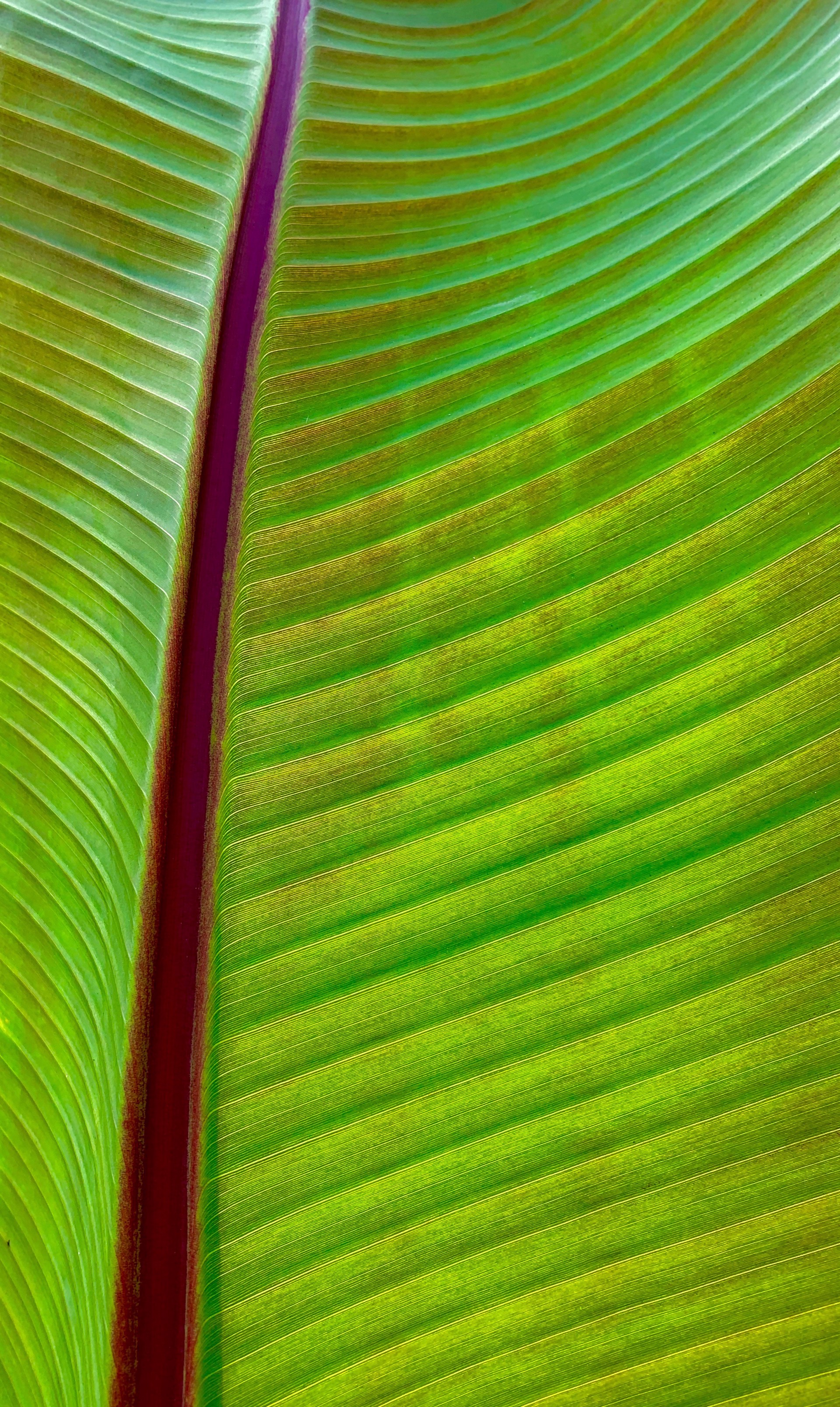 Abyssinian Banana 1 (Ensete Ventricosum) by Amy Kaslow