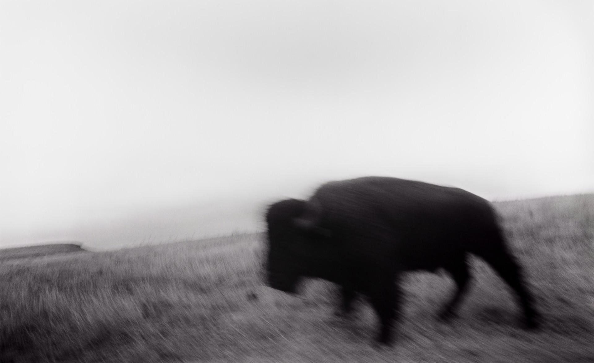 Buffalo, On the High Plains, Kansas by Lawrence McFarland