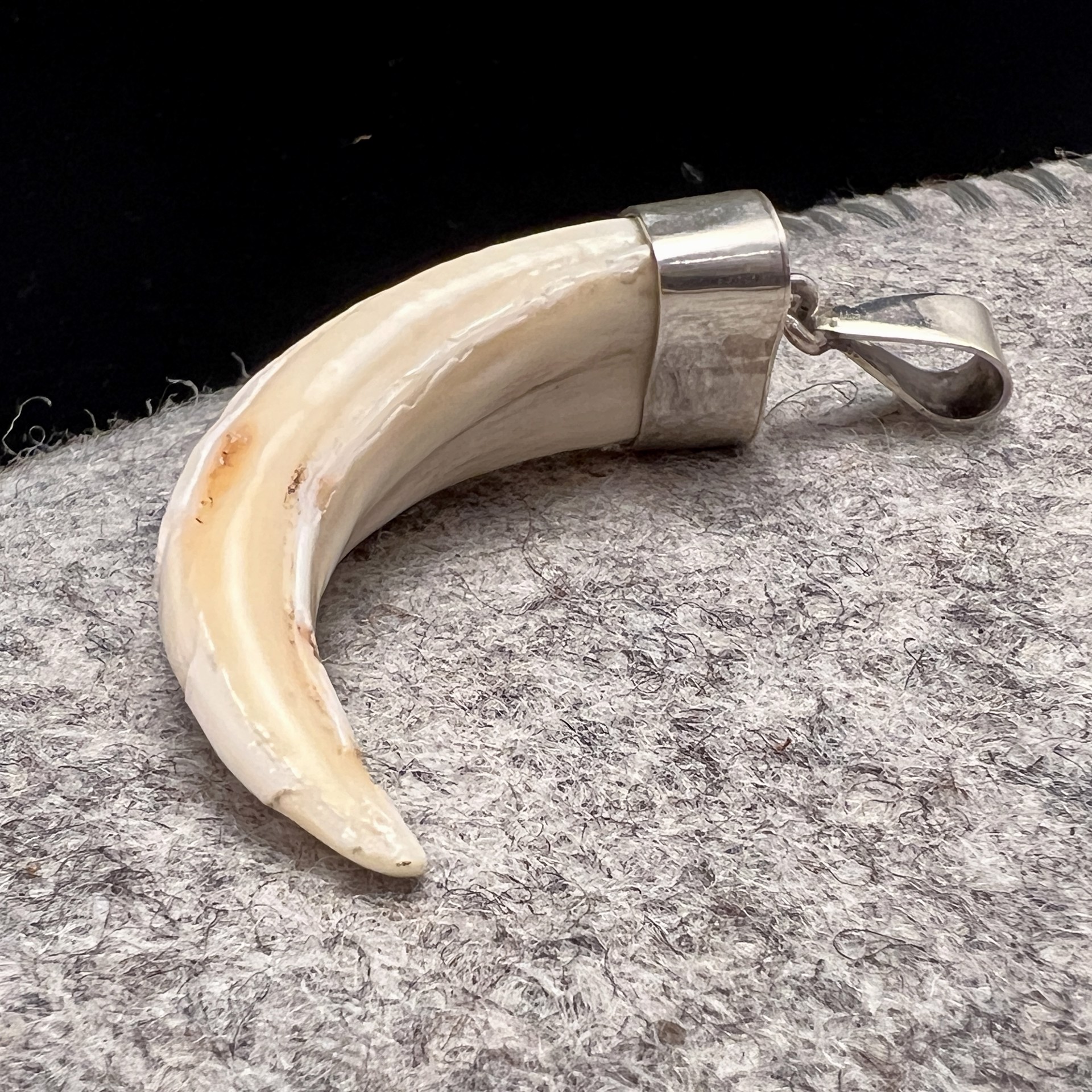 Boar Tusk Pendant by Rex Foster