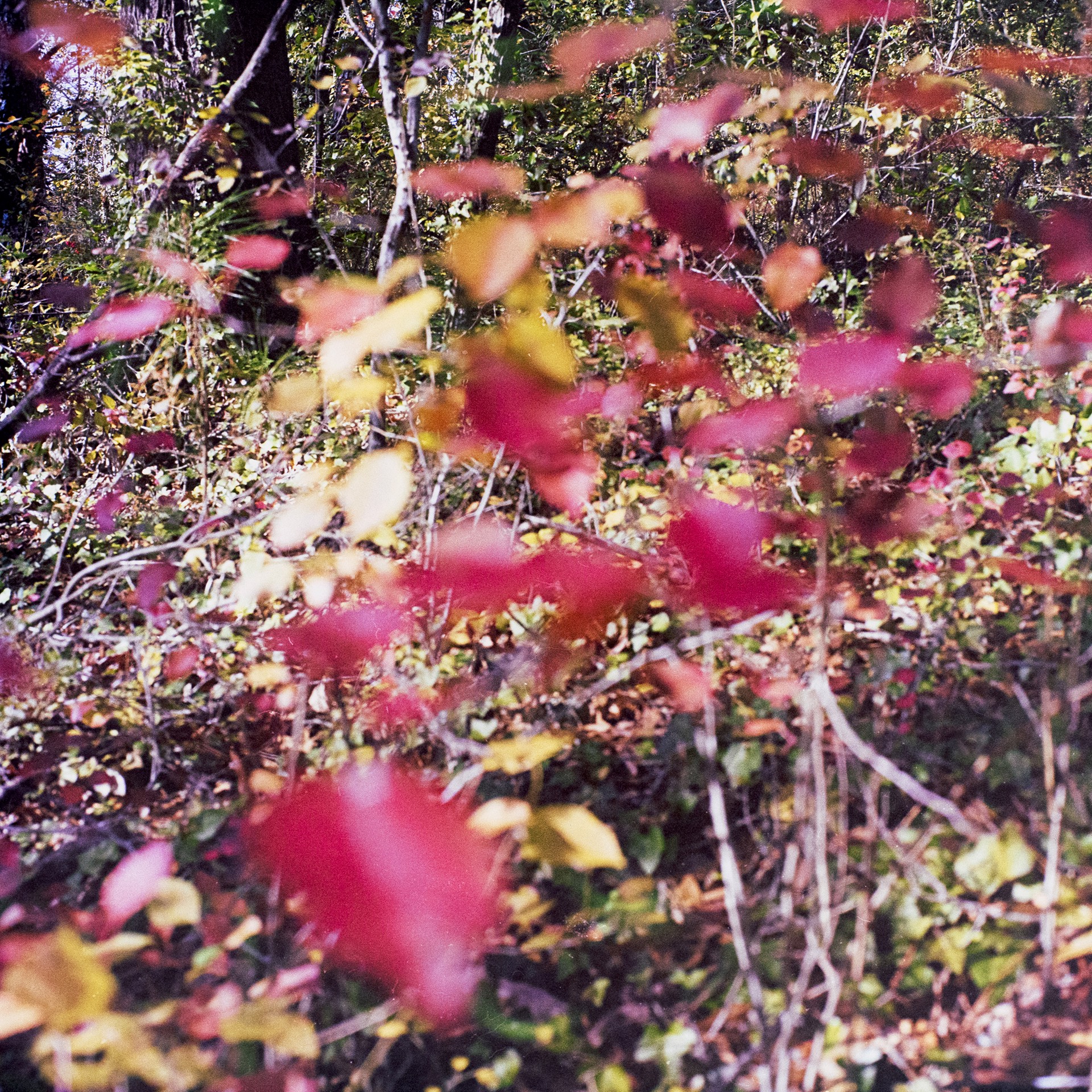 Red Leaves by Virginie Drujon-Kippelen