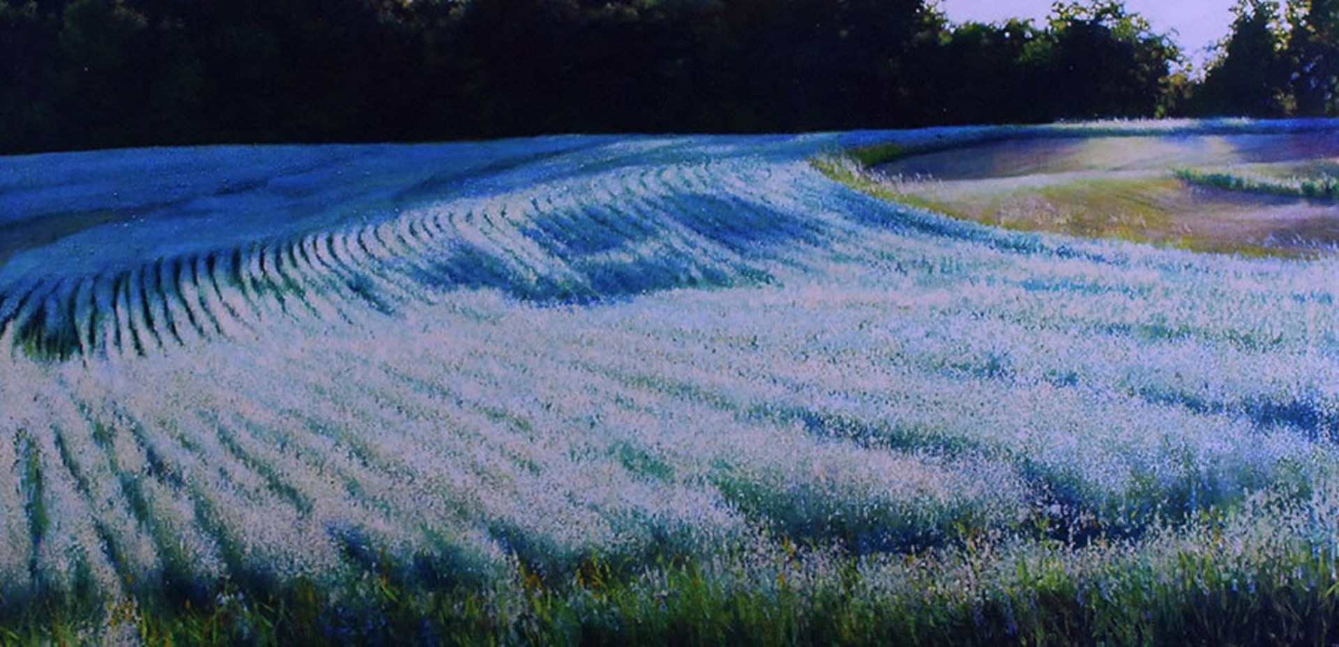 Barley Field by Deborah Ebbers