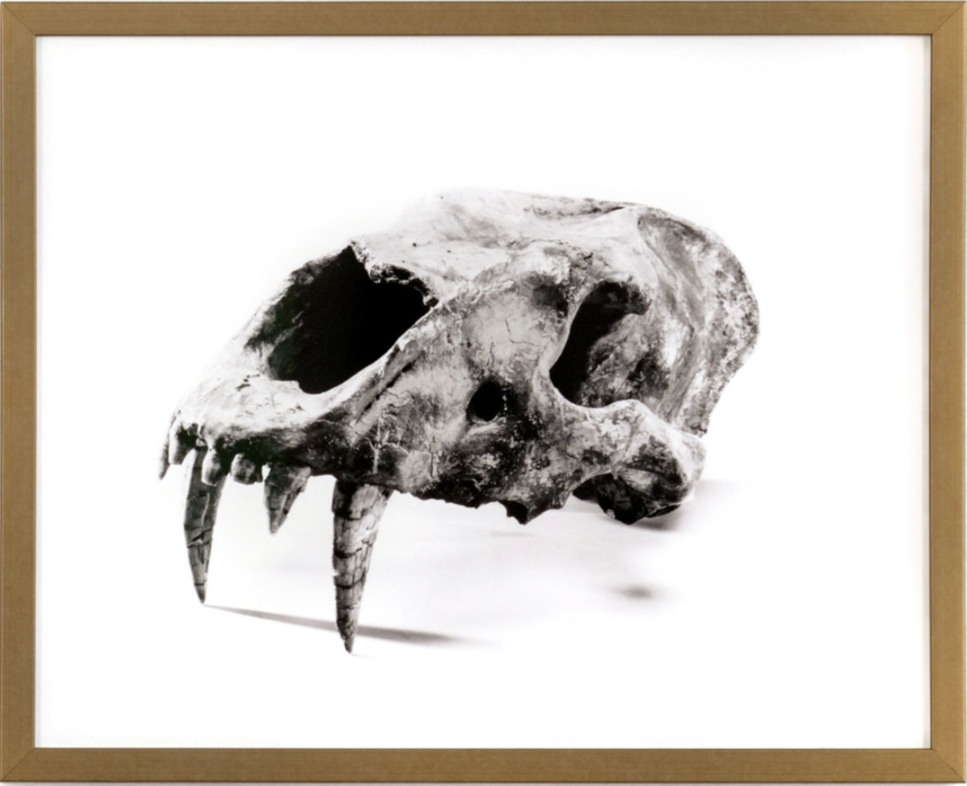 Cranium of Homotherium Serum by Sarah Wilson