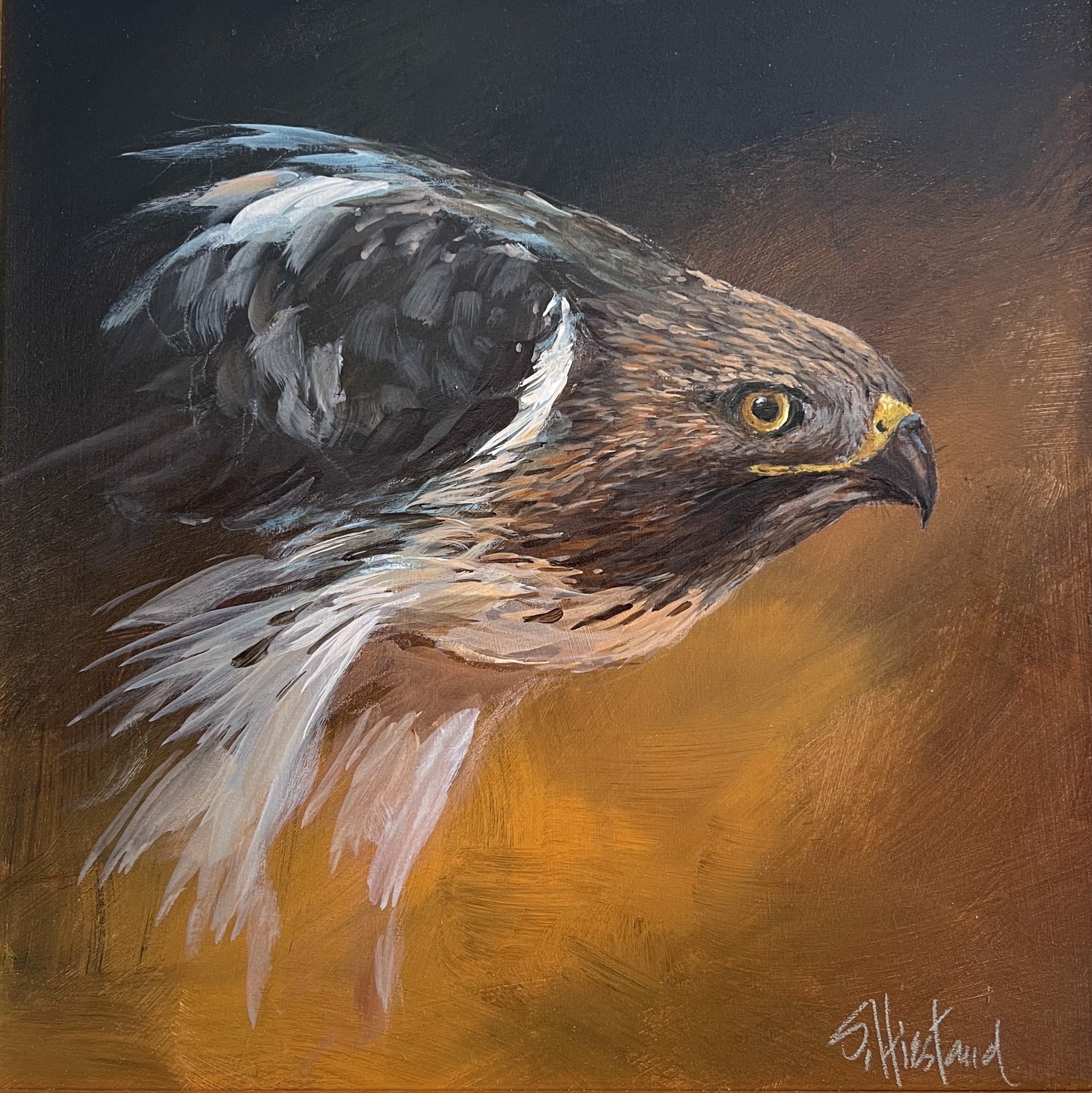 Redtail Hawk Study - SOLD by Scott Hiestand