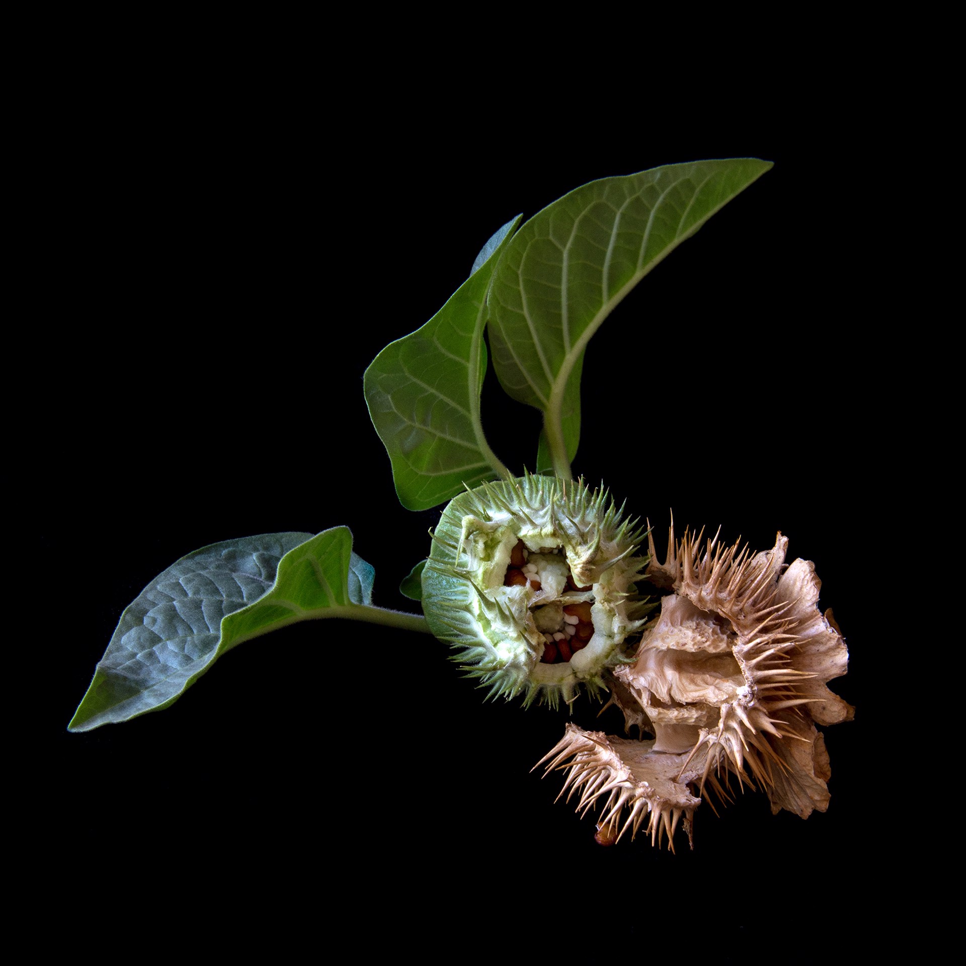 Datura Seed Pod, 5731 by Molly Wood