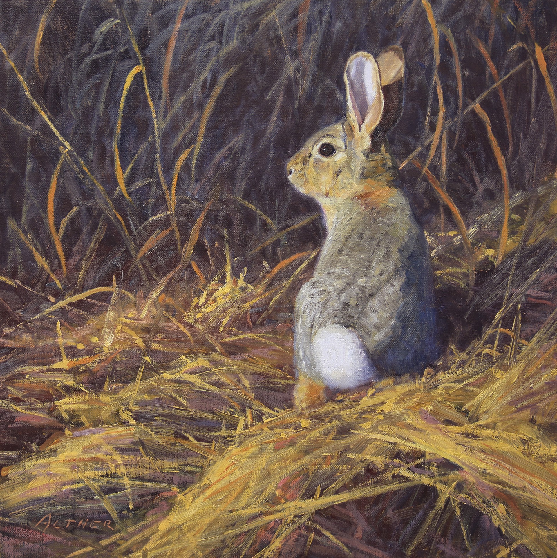 Cottontail by William Alther