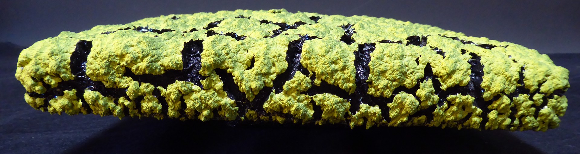 Lime Green Lichen  Wall Piece by Randy O'Brien