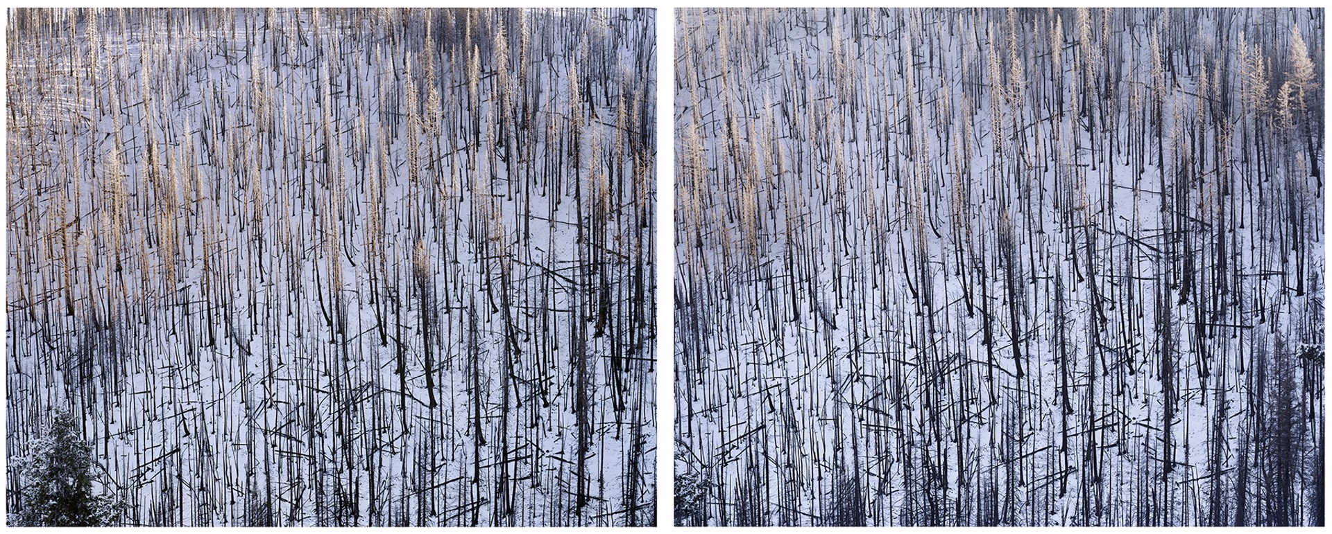 Dollarhide Mountain (Diptych) by Laura McPhee