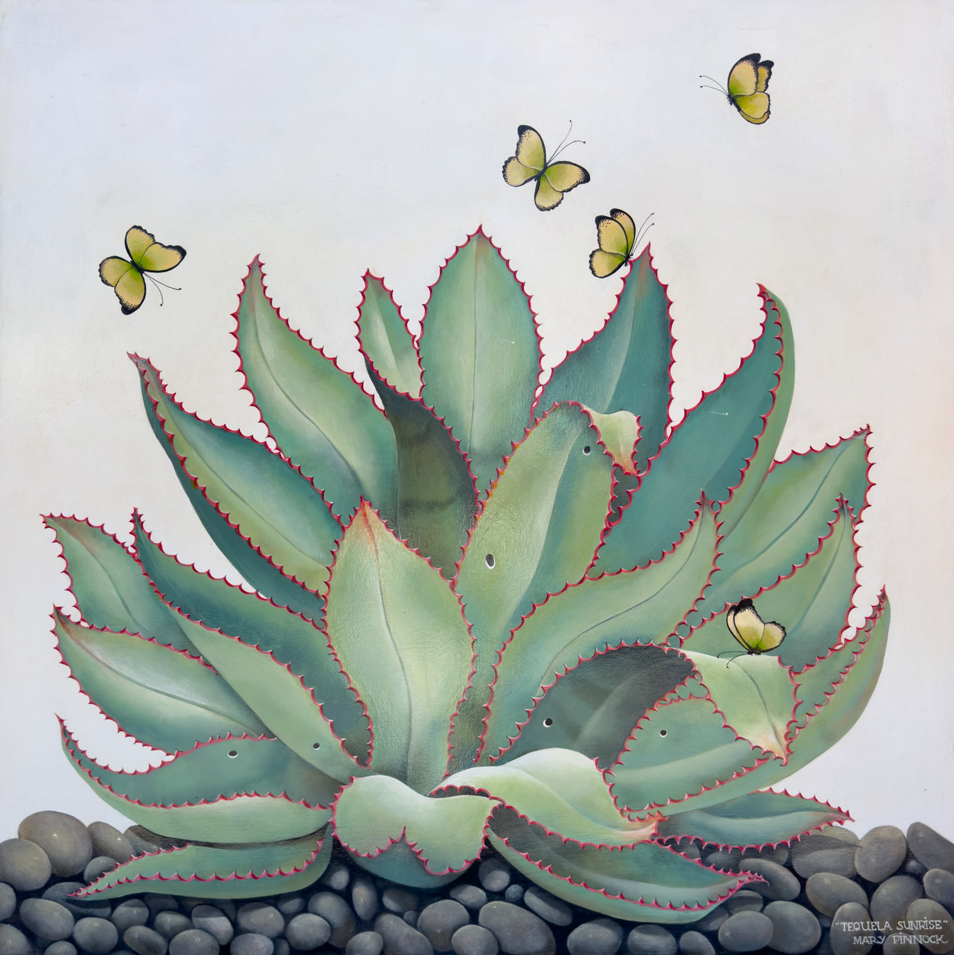 Tequila Agave by Mary Pinnock