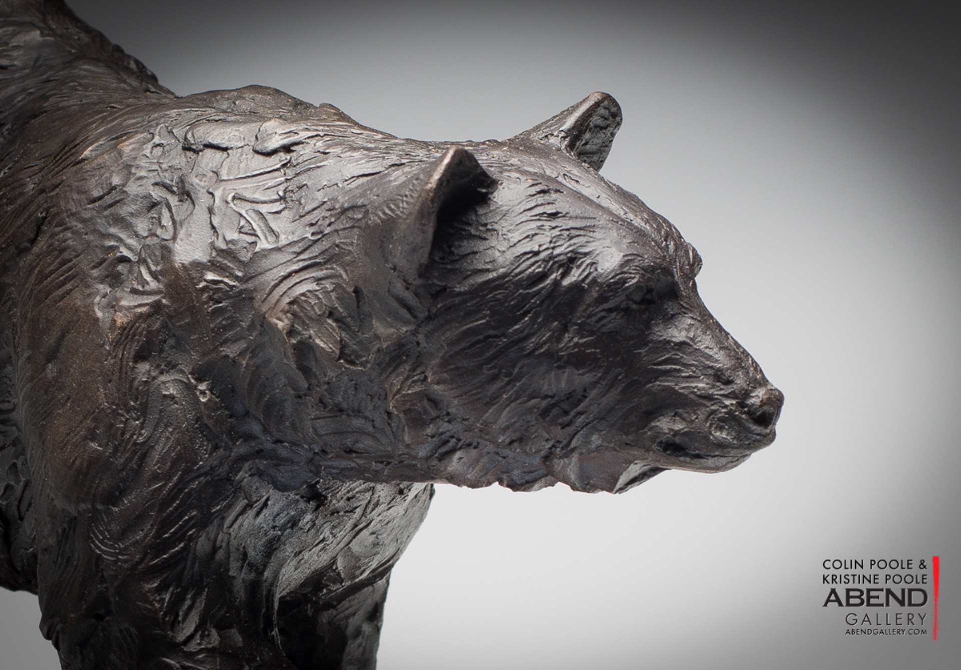 Black Bear by Colin & Kristine Poole