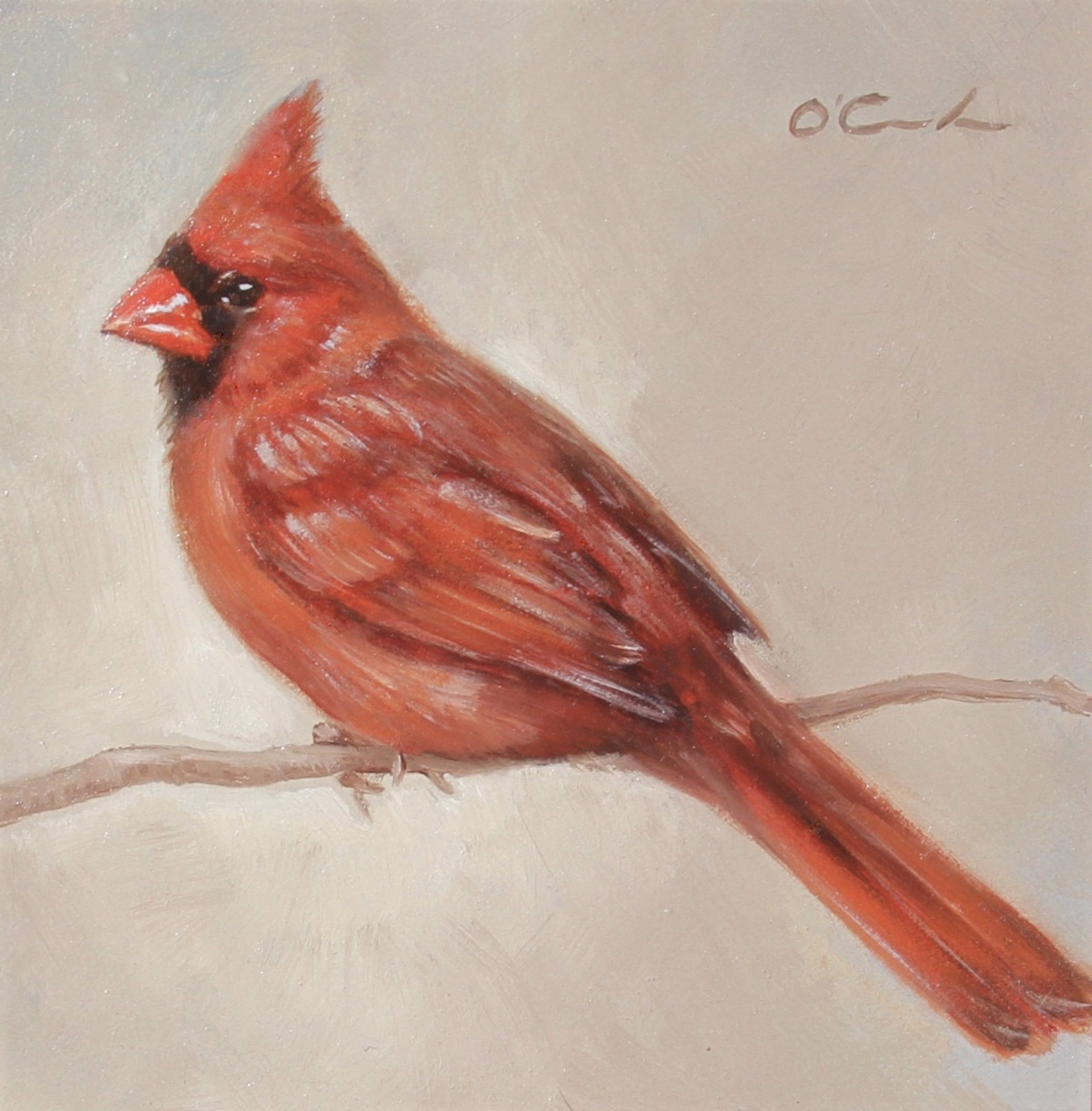 Content Cardinal by Jennifer O'Cualain
