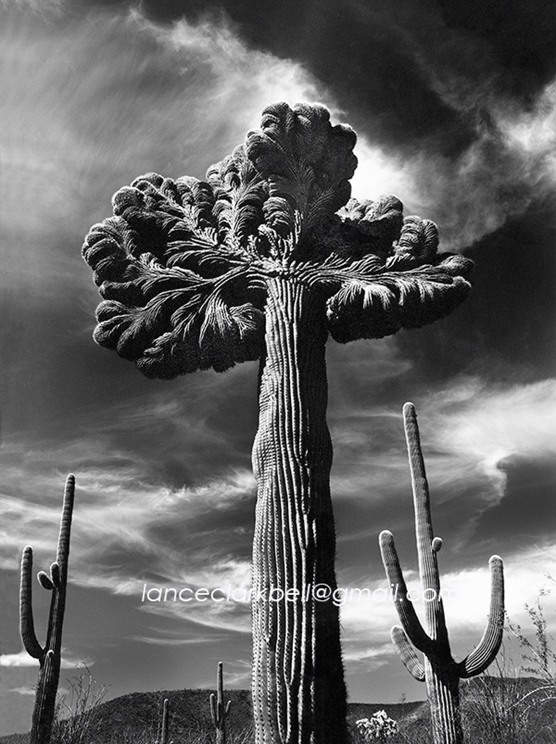 Gran Viejo  8 x 10 by Lance Bell