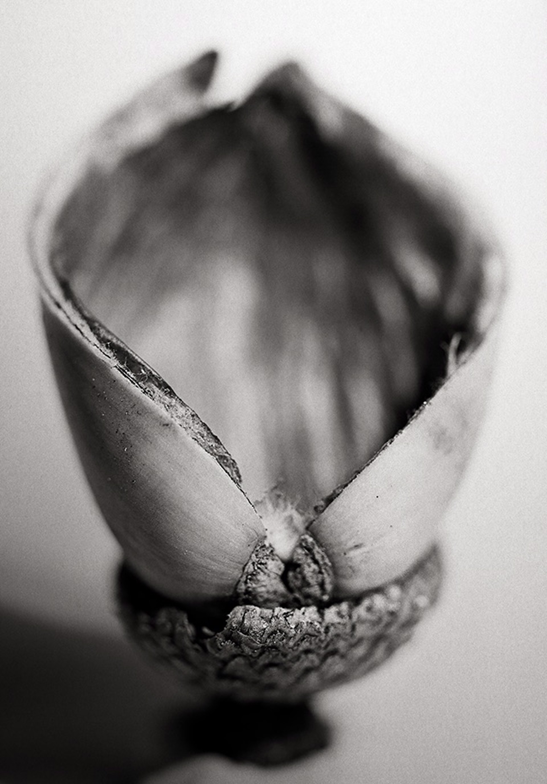Oak Seed #5 (edition of 5) by Beth Moon