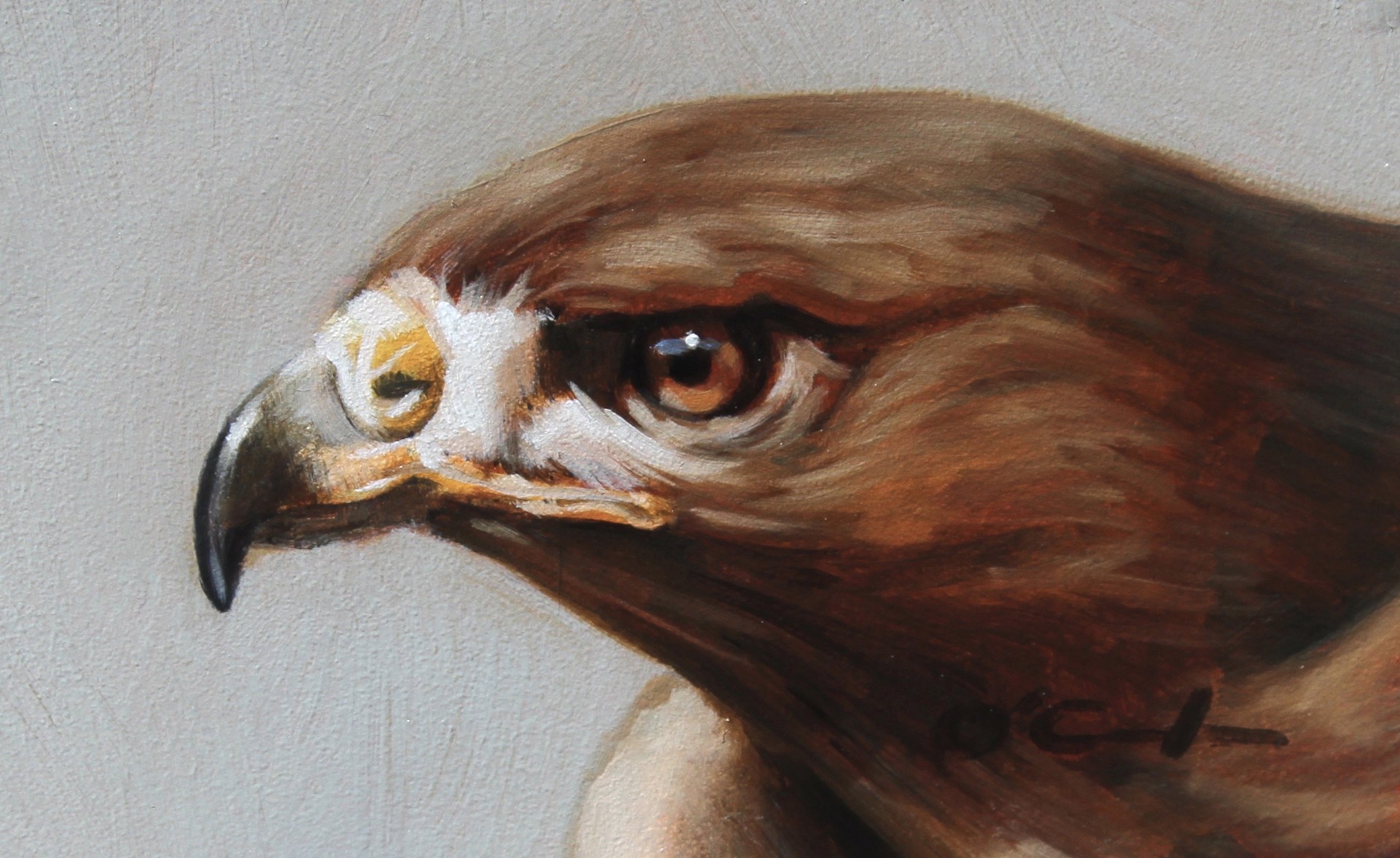 Red Tail Hawk by Jennifer O'Cualain